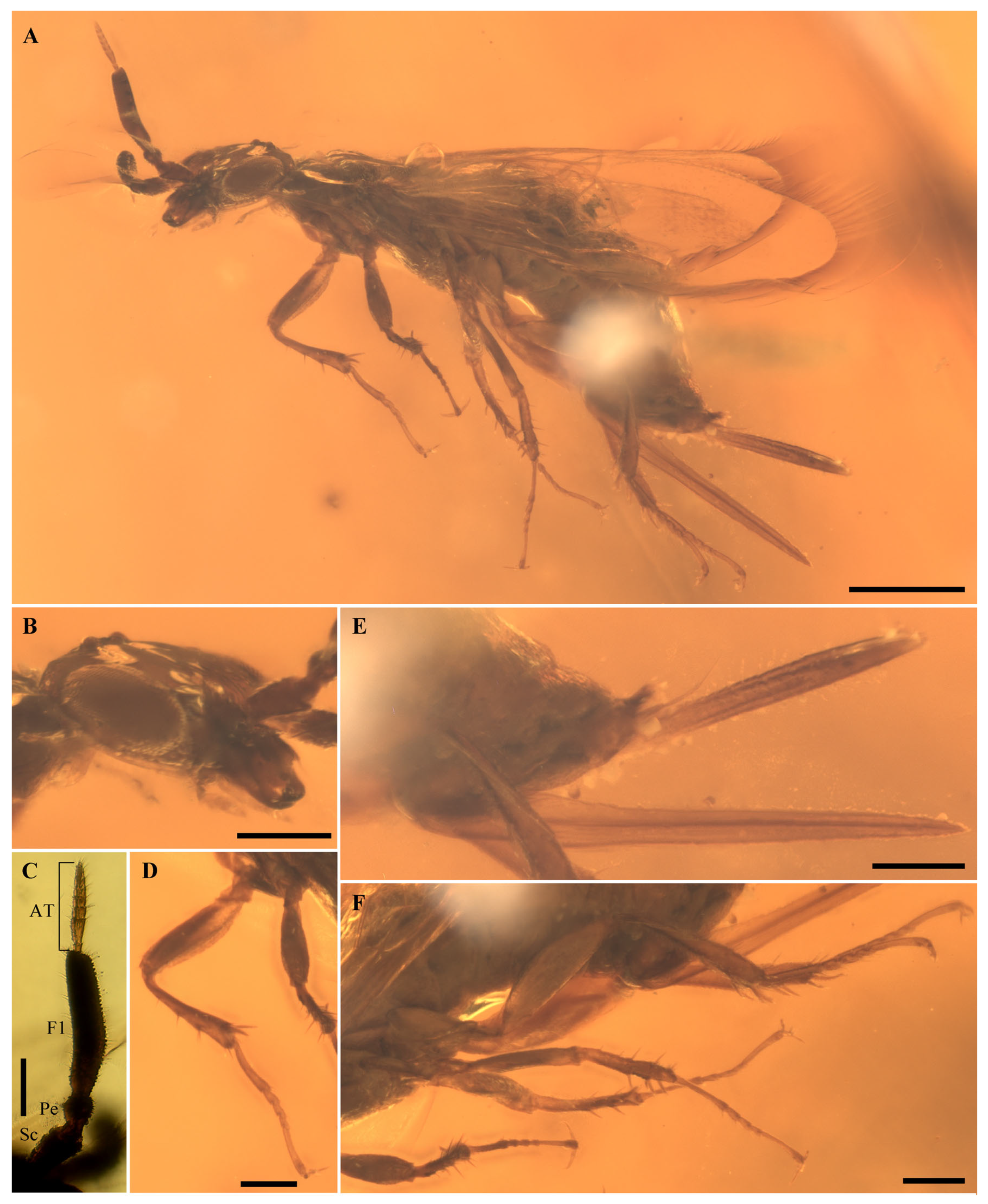 Insects 17 00289 g001