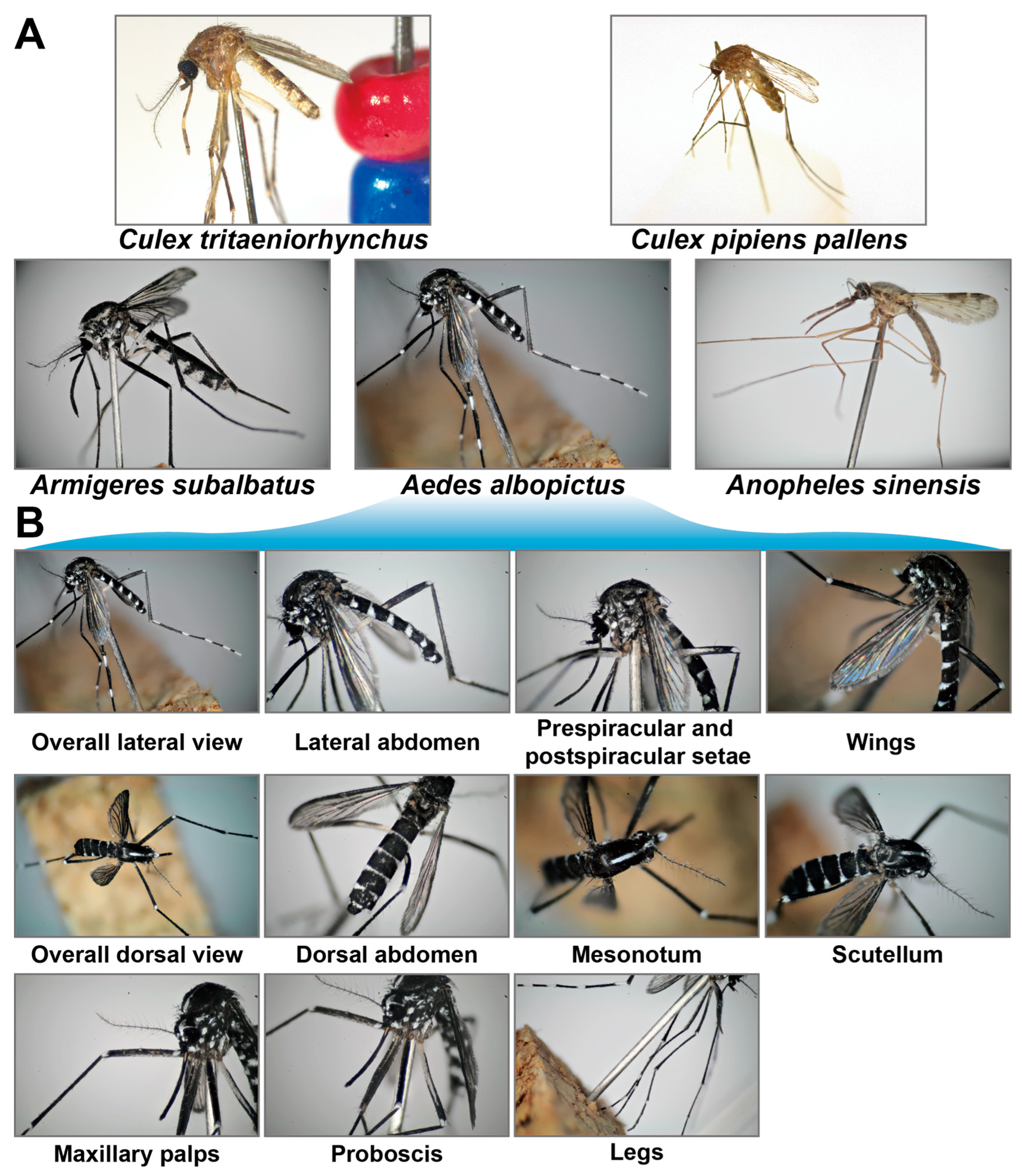 Insects 17 00381 g0a4 Insects 17 00381 g0a4