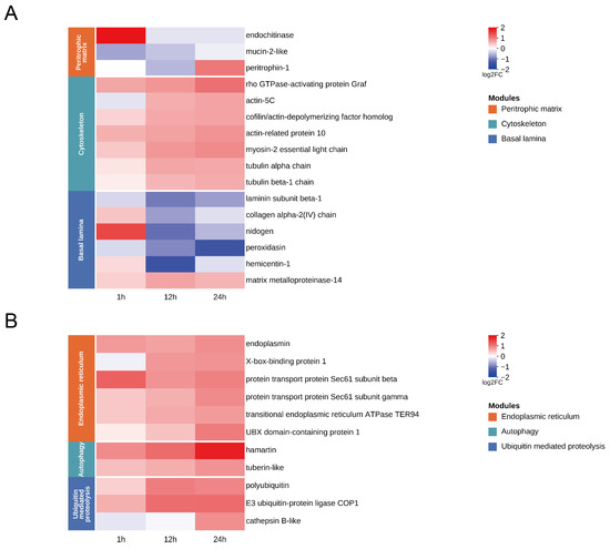 Time-Course Transcriptomic Analysis of Early Host Responses to Oral SfMNPV  Challenge in Spodoptera frugiperda Larval Midgut