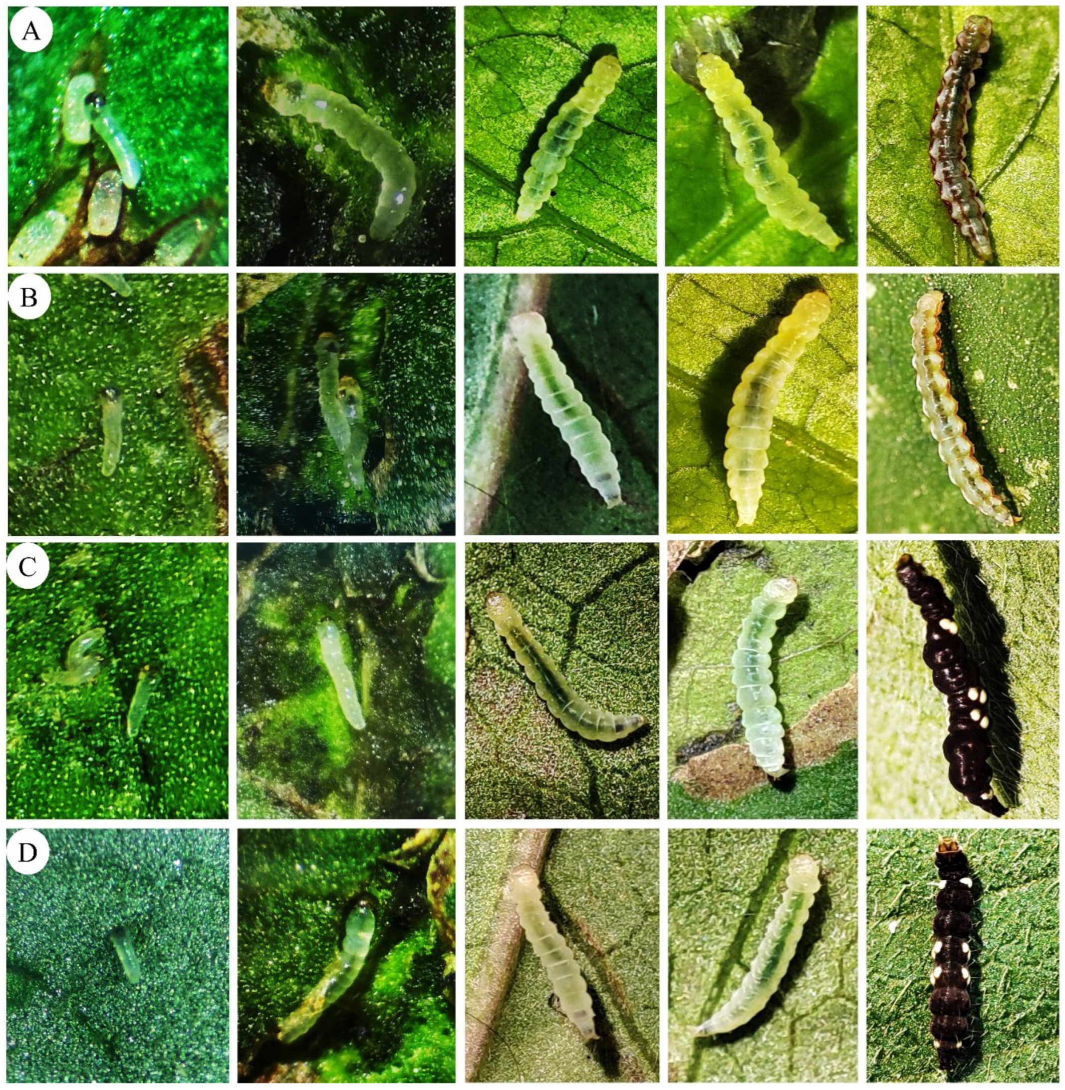 Insects 17 00425 g002