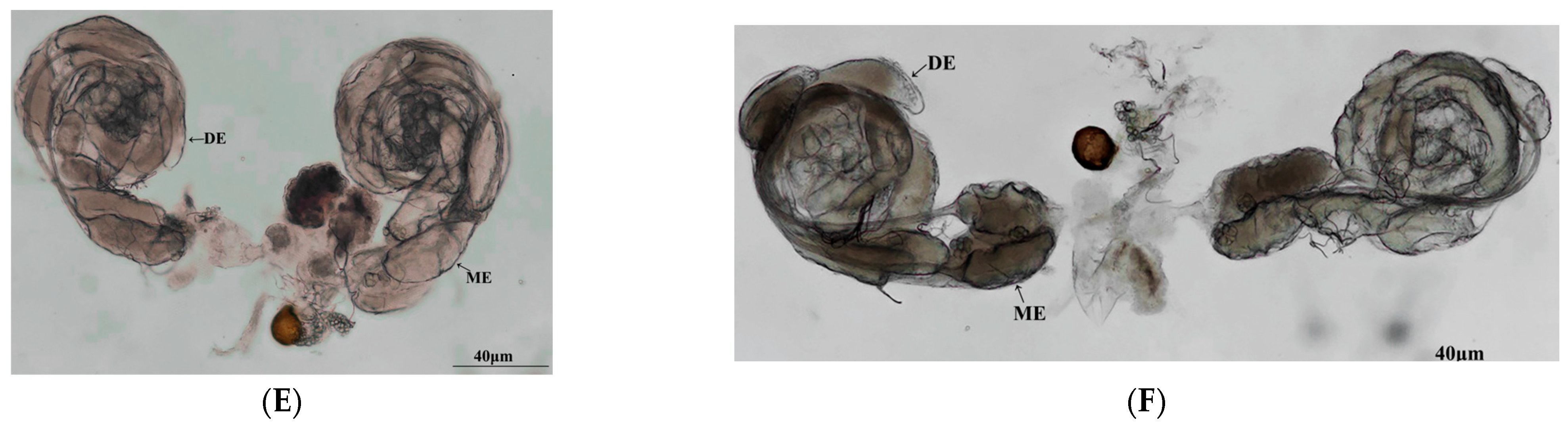じゅん Oviposition Traits and Vitellogenin-Related Gene Functions in