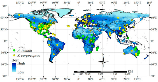 Predicting the Potential Global Distribution of the Invasive