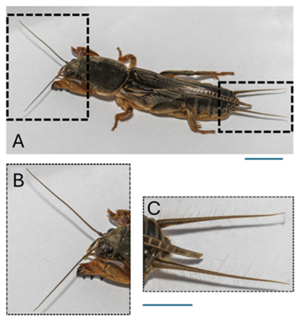 Insects 17 00564 g001