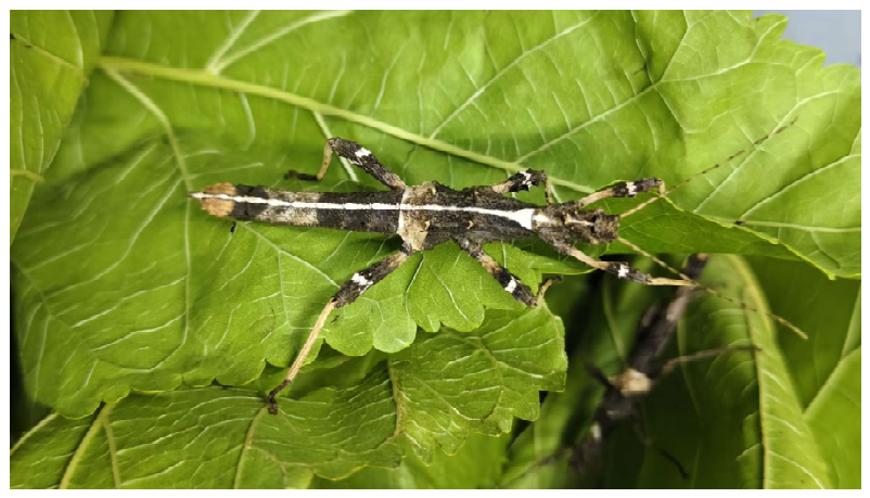 Insects 17 00604 g001