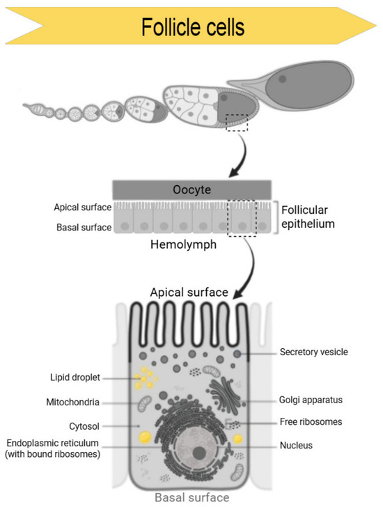 From Follicle Cell Differentiation and Structure to Chorion Biogenesis ...