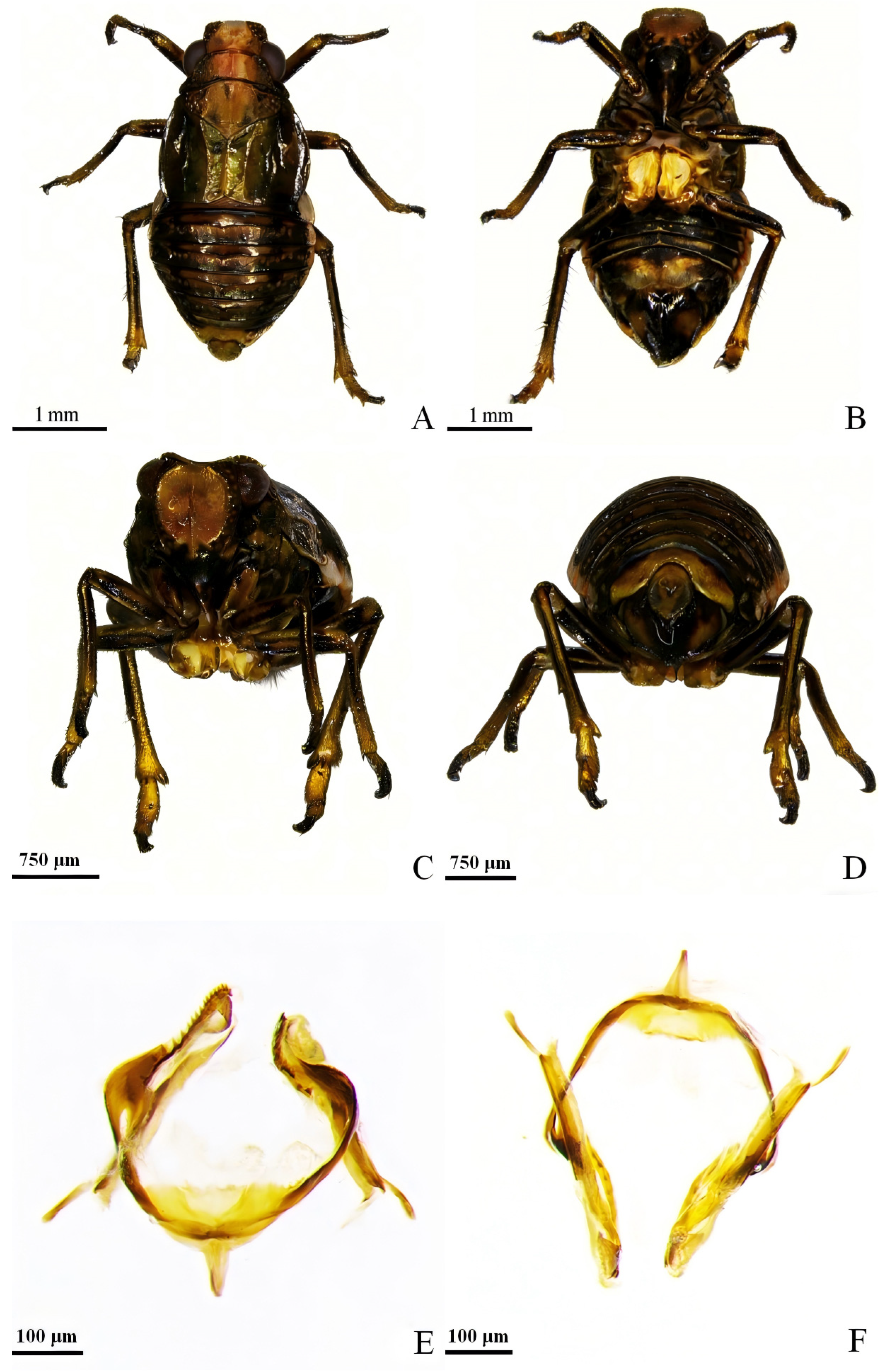 Insects 17 00667 g001 Insects 17 00667 g001