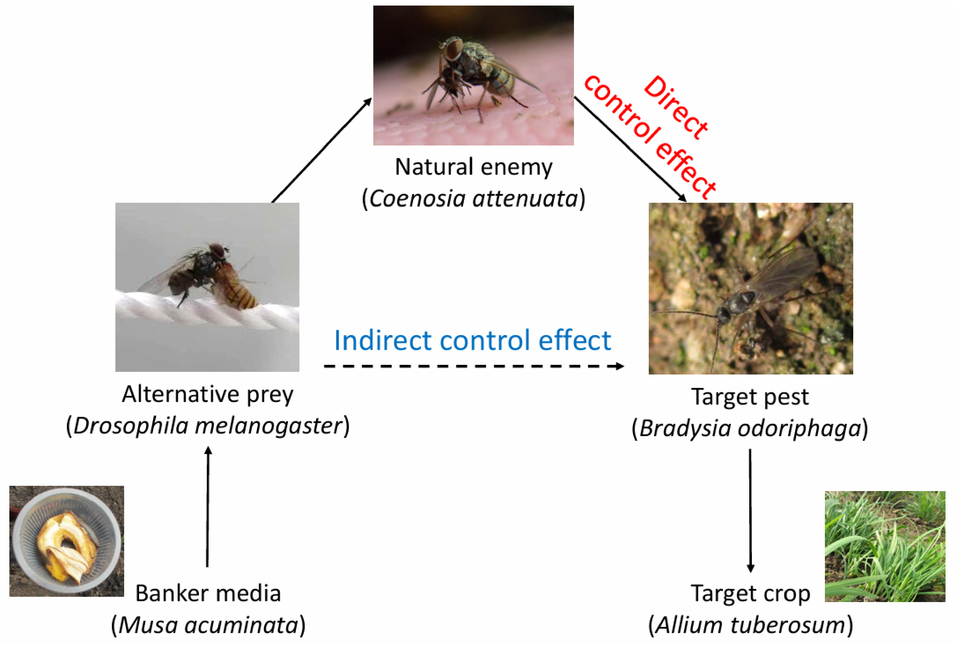 Insects 17 01063 g006