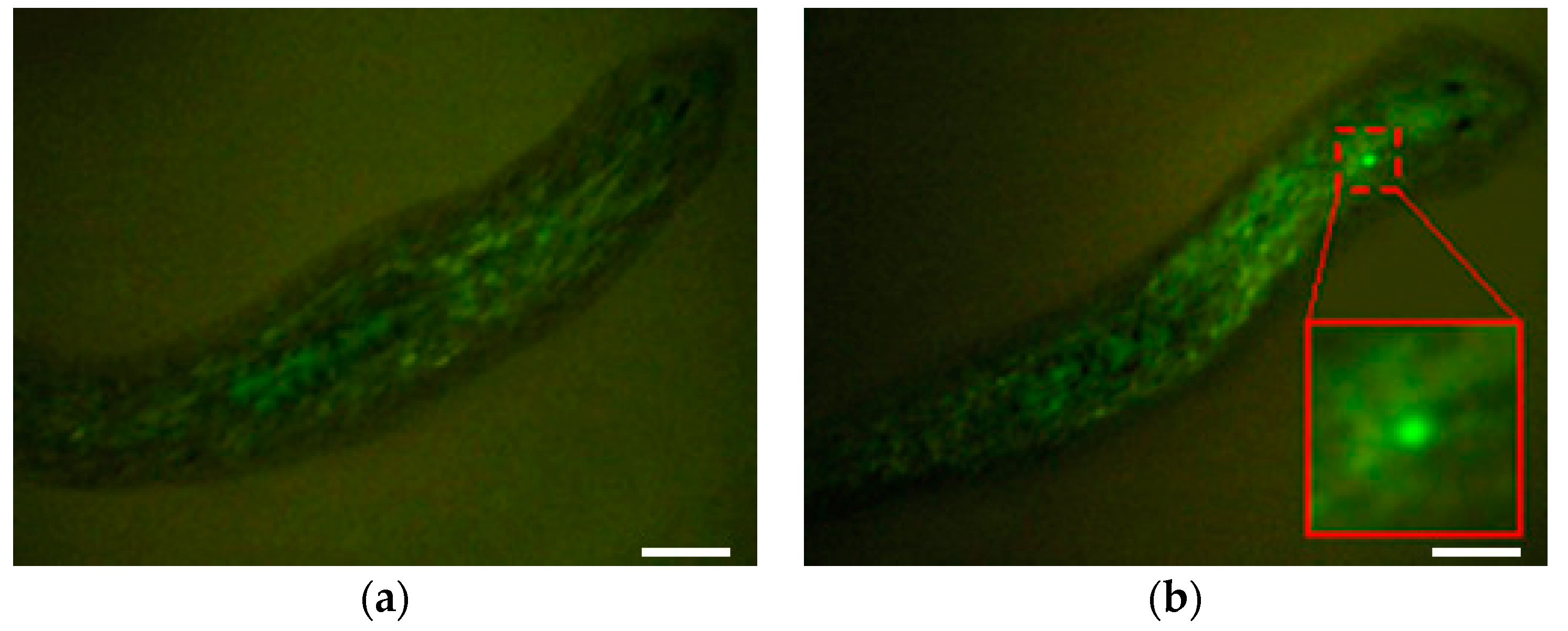 Inventions 03 00057 g006