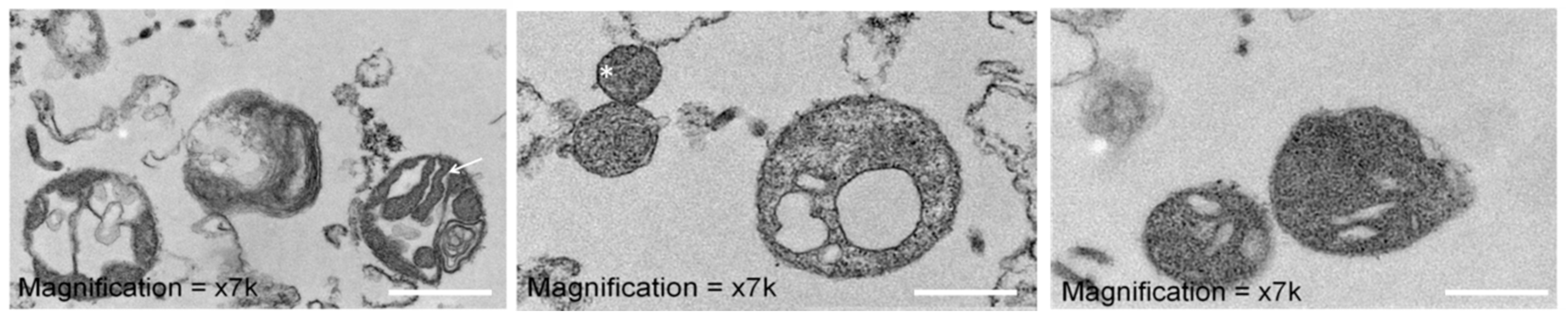 Inventions 03 00068 g006