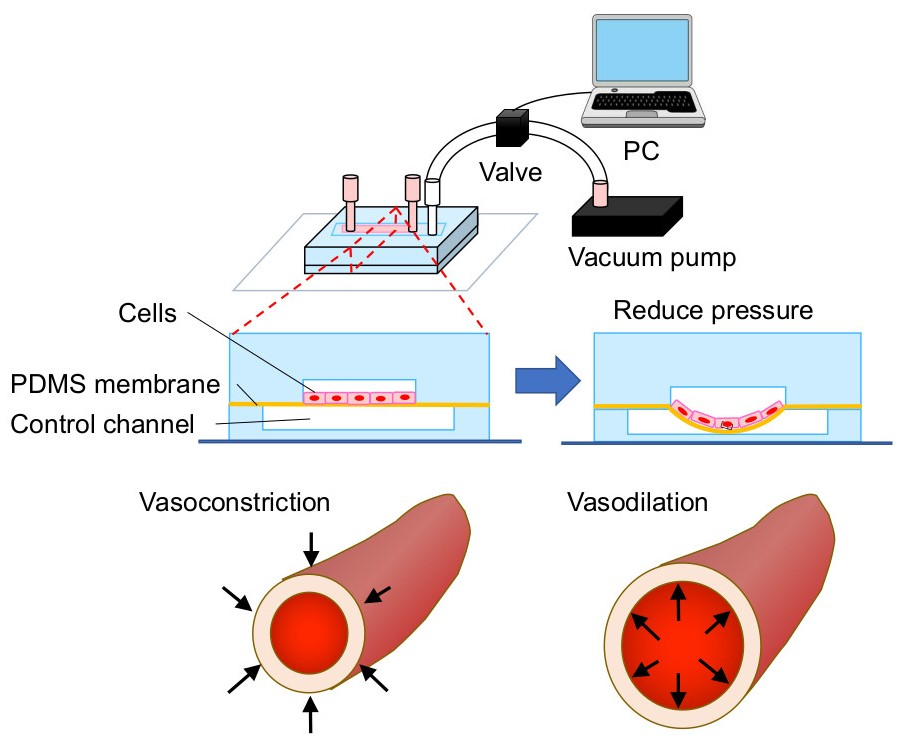 Inventions | Free Full-Text | A Microfluidic Cell Stretch Device to