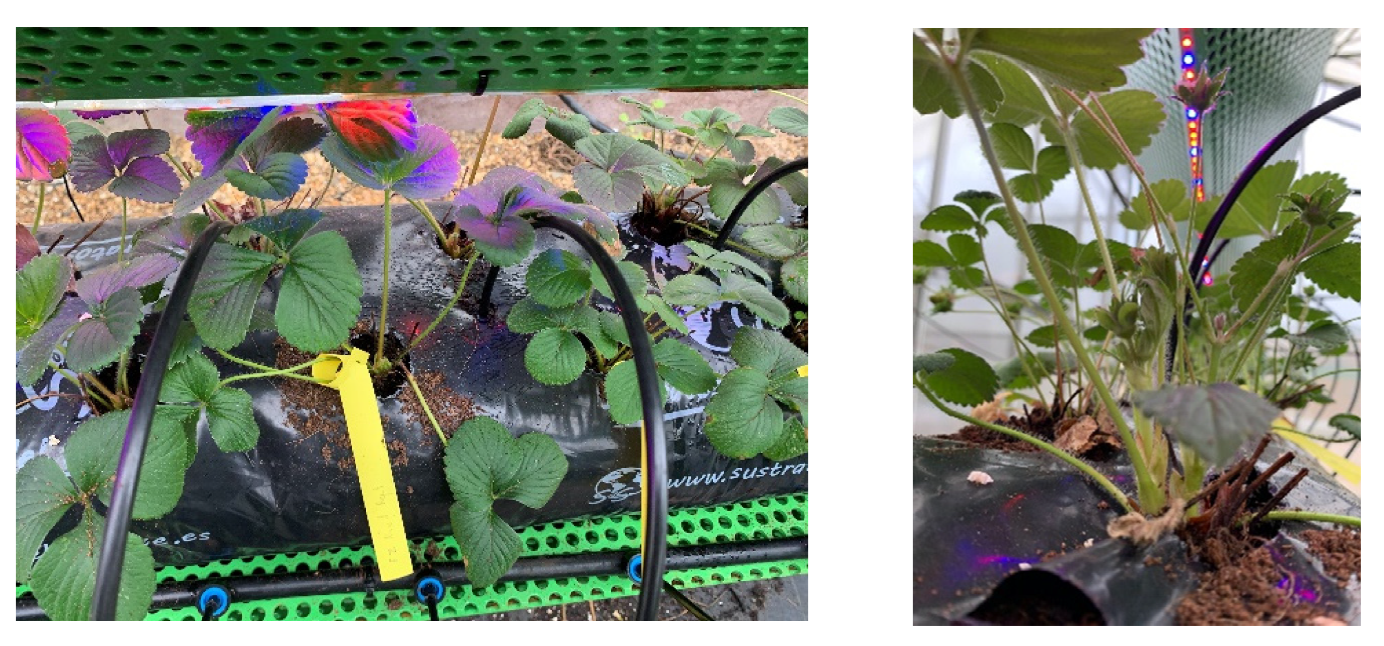 Inventions 06 00068 g011 550