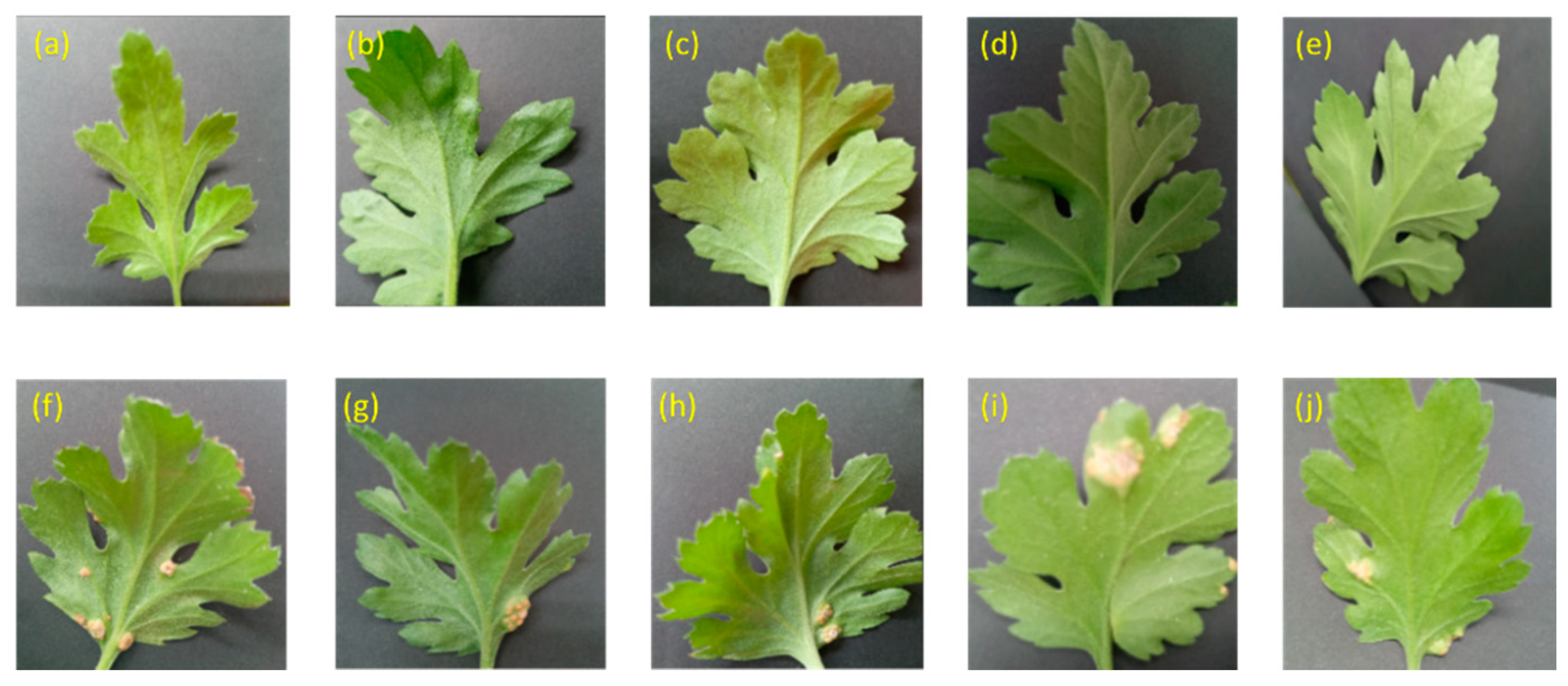 Inventions 08 00076 g005