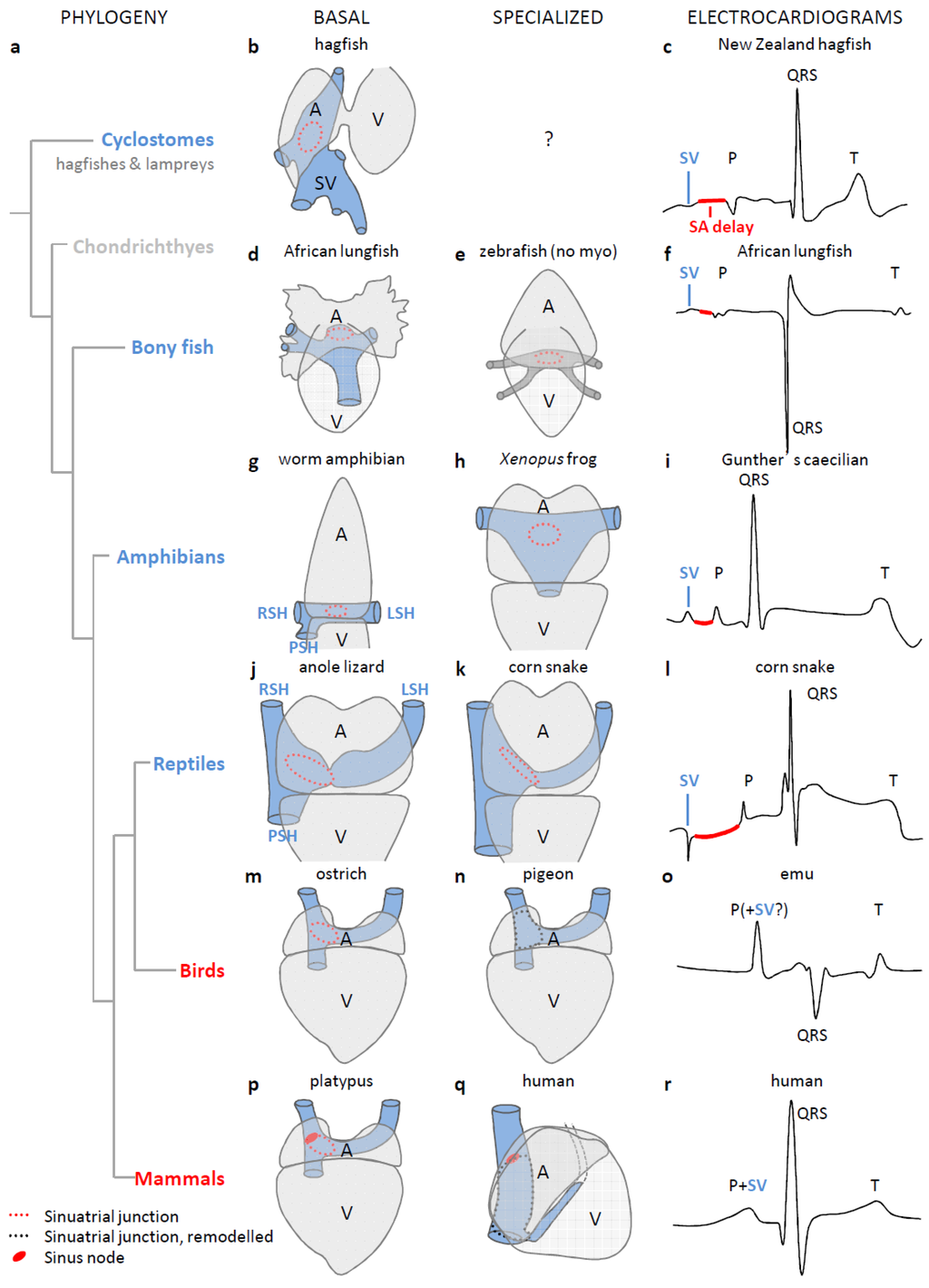 Jcdd Free Full Text Evolution Of The Sinus Venosus From Fish To Human Html