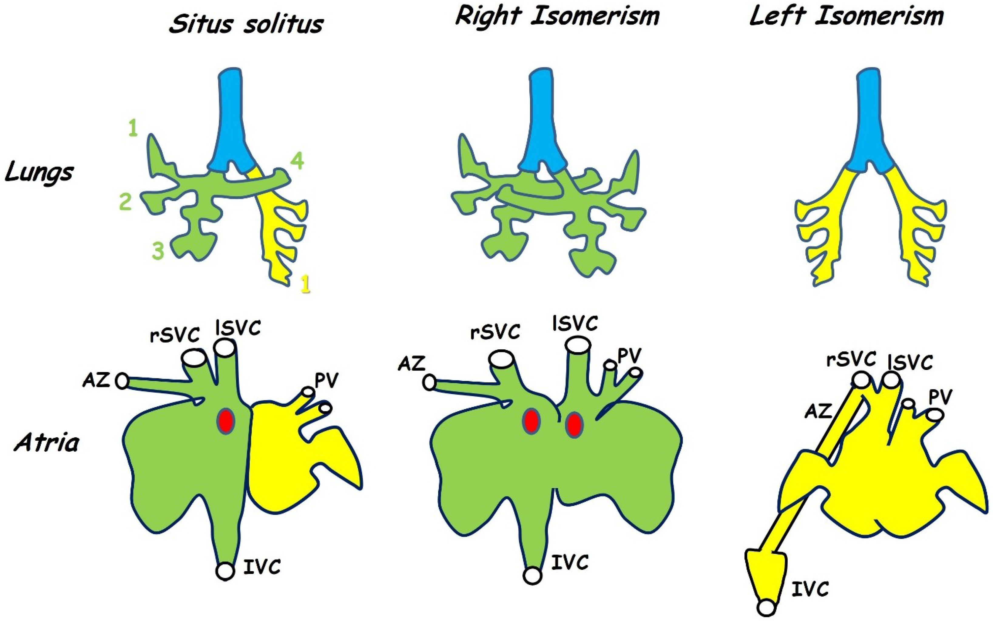 Jcdd 01 00052 g003 1024