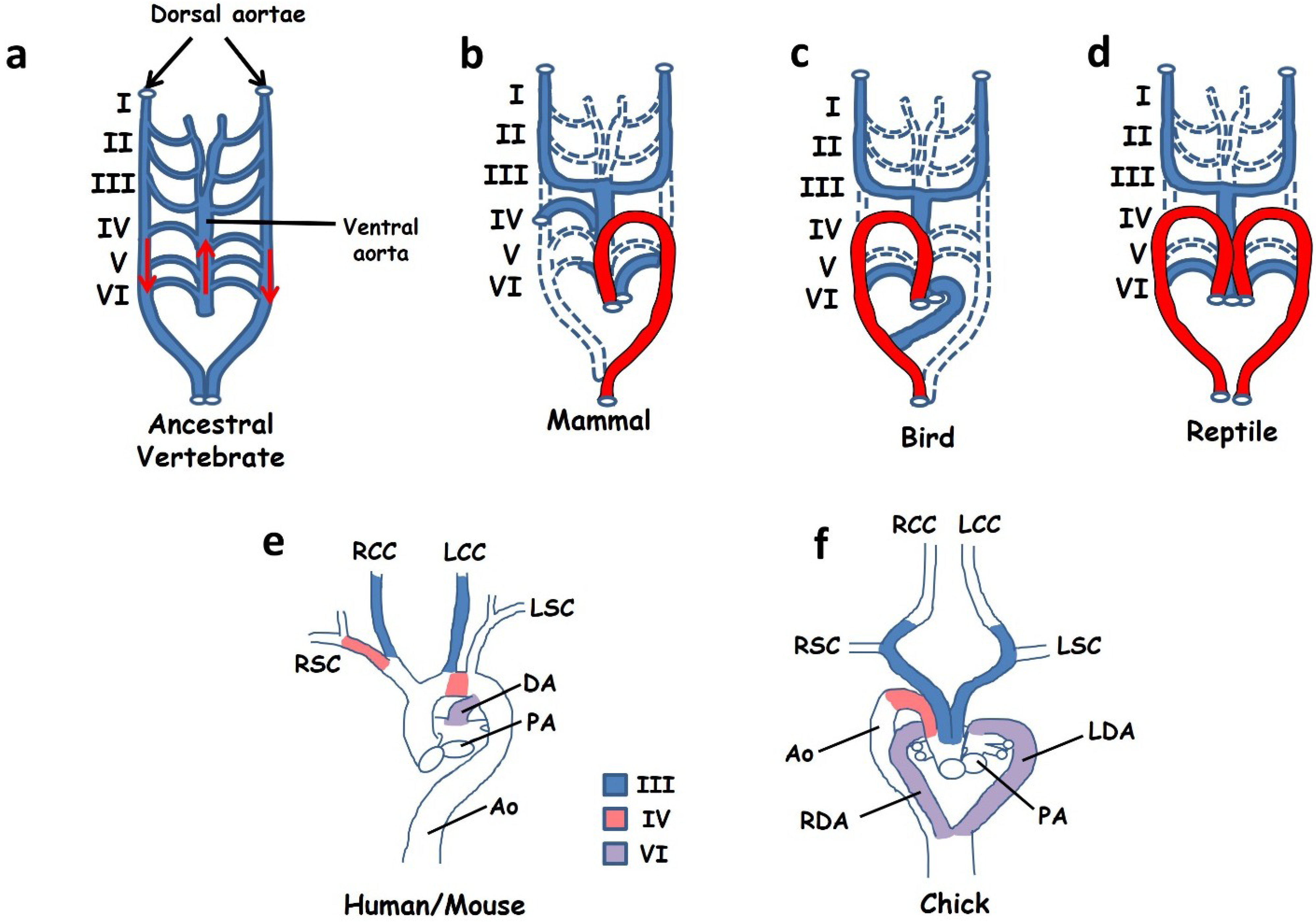 Jcdd 01 00052 g005 1024