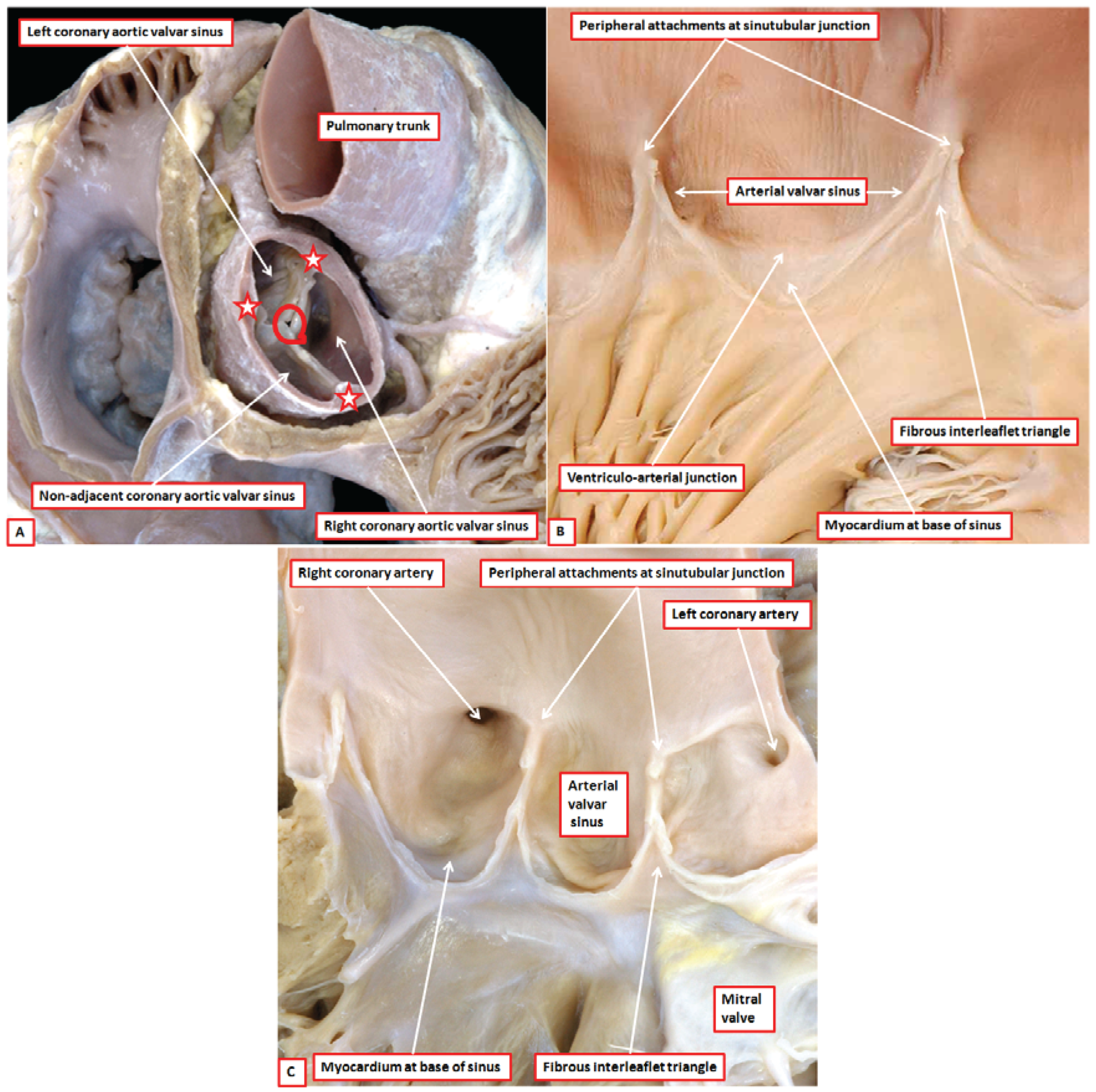 Jcdd 01 00177 g002 1024