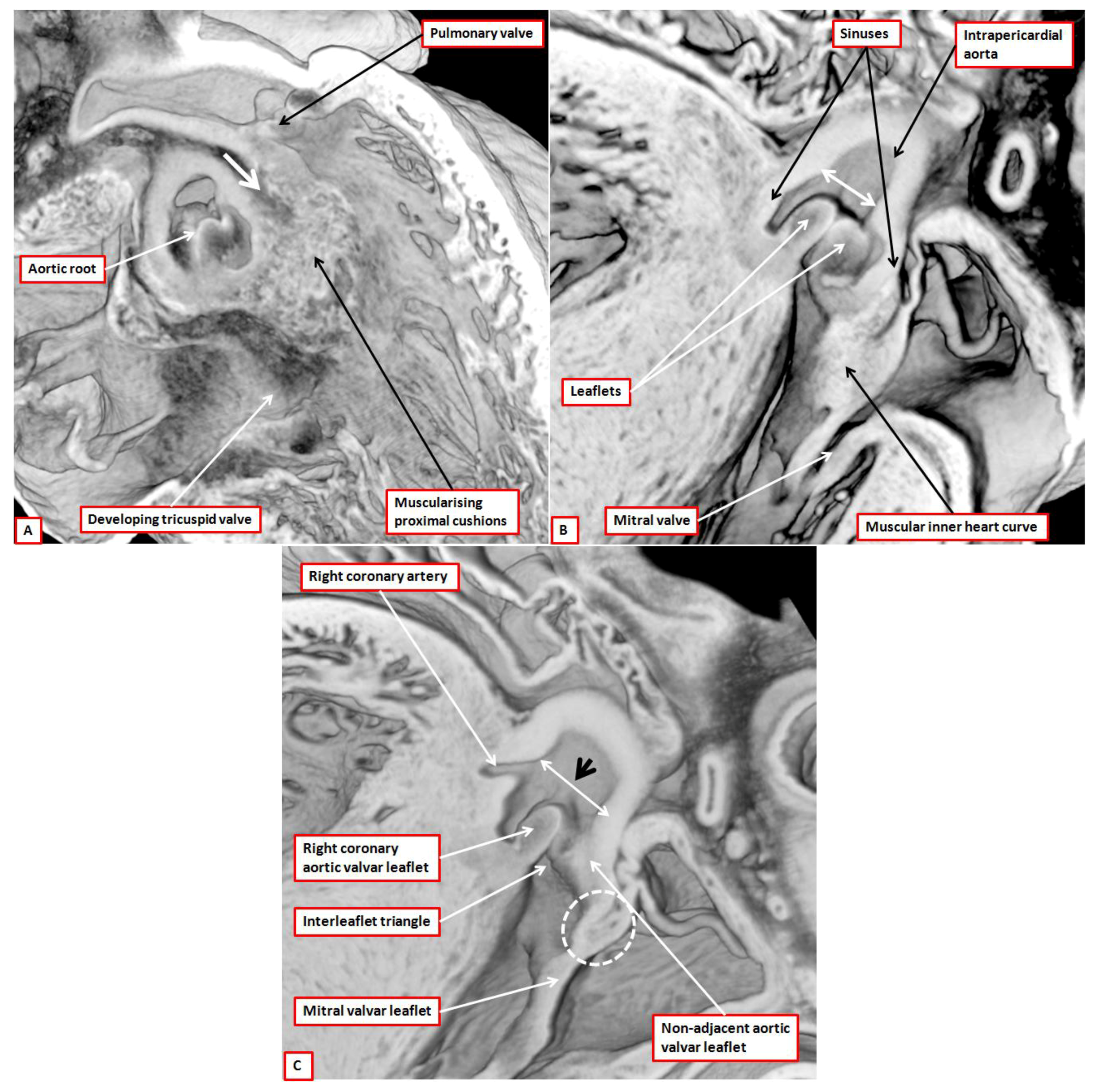 Jcdd 01 00177 g012 1024