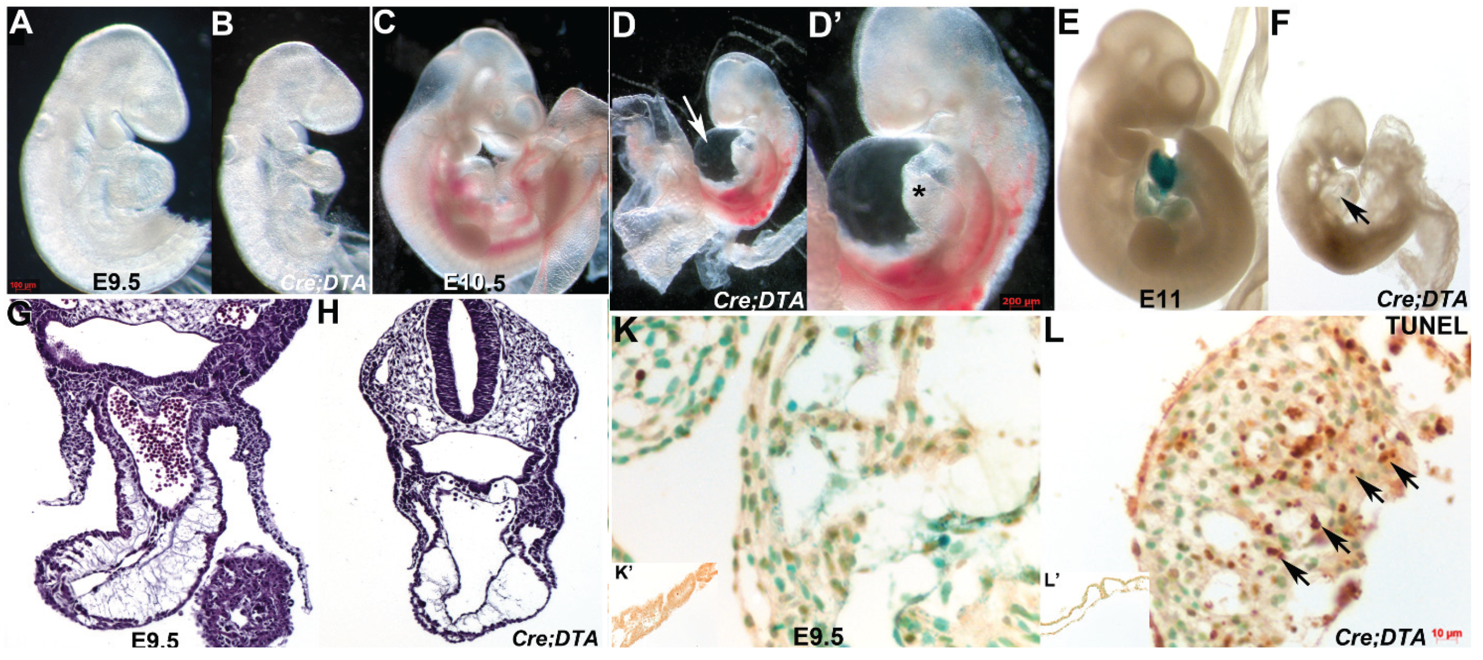 Jcdd 01 00214 g004a 1024