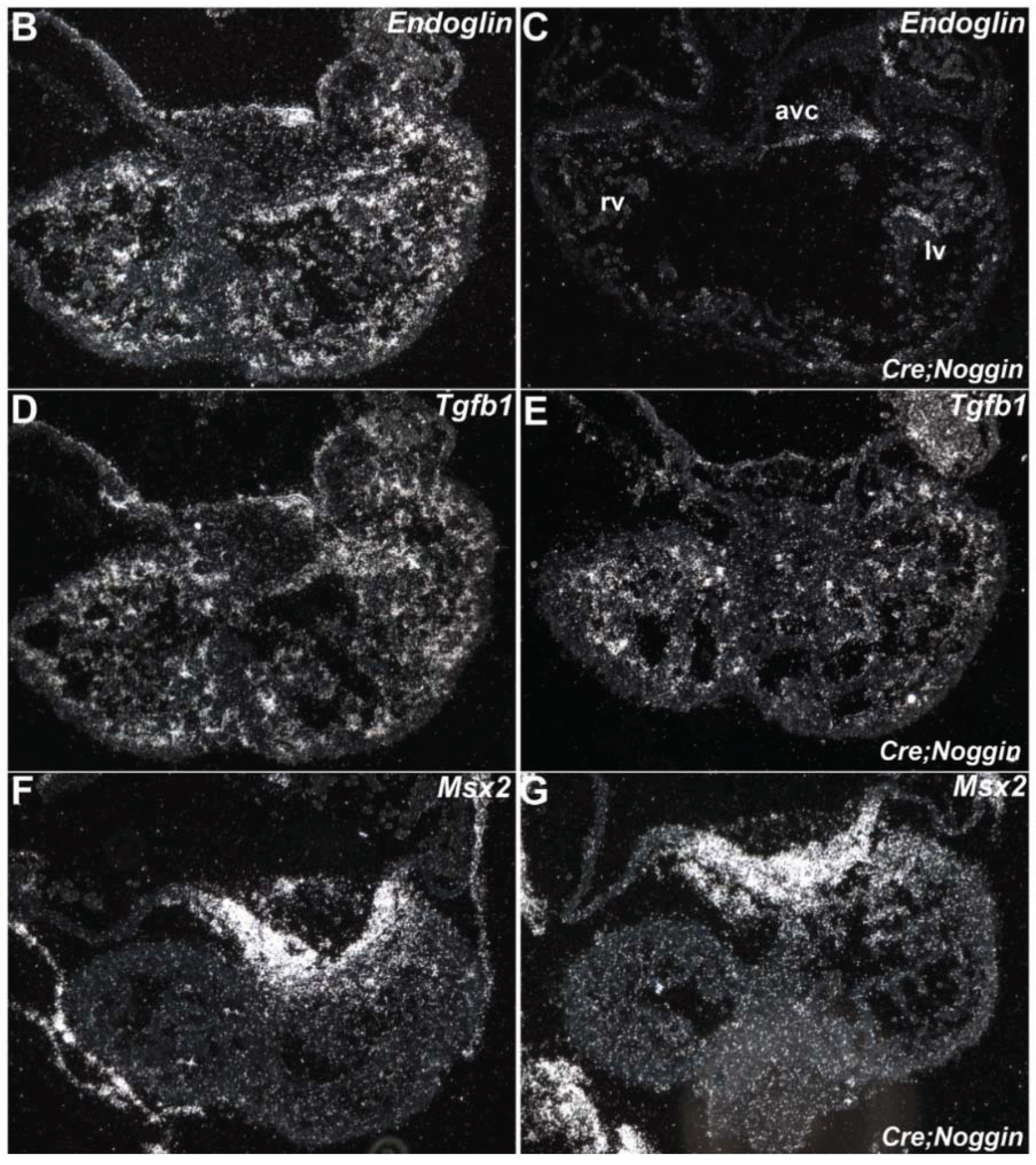 Jcdd 01 00214 g005b 1024