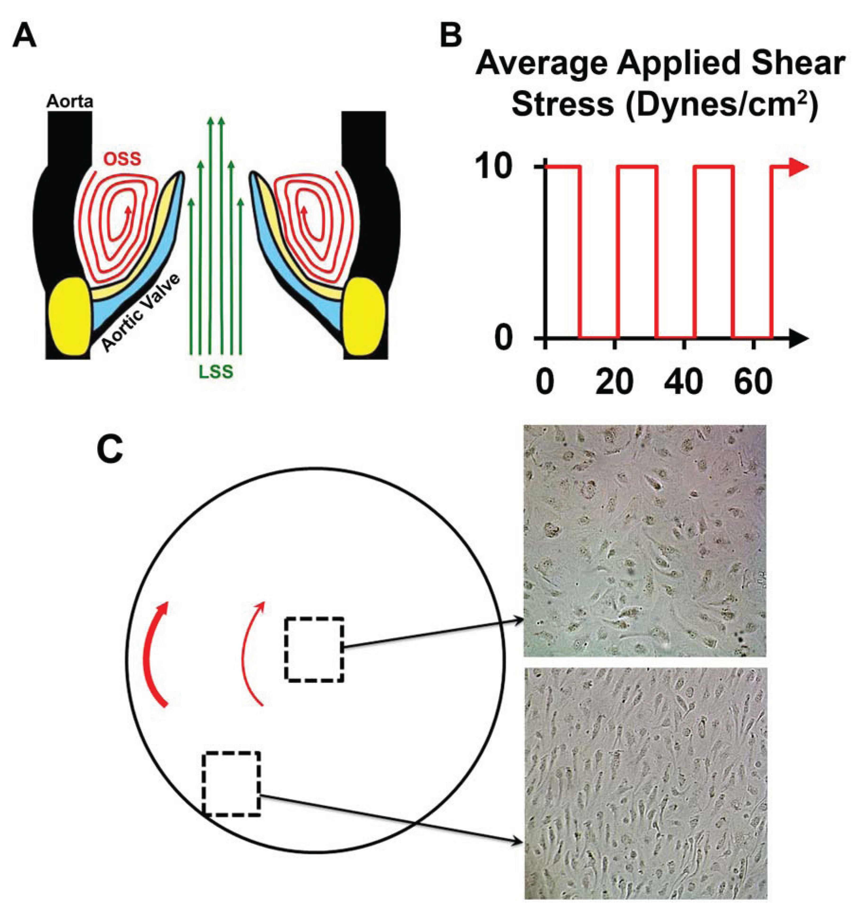 Jcdd 01 00237 g001 1024