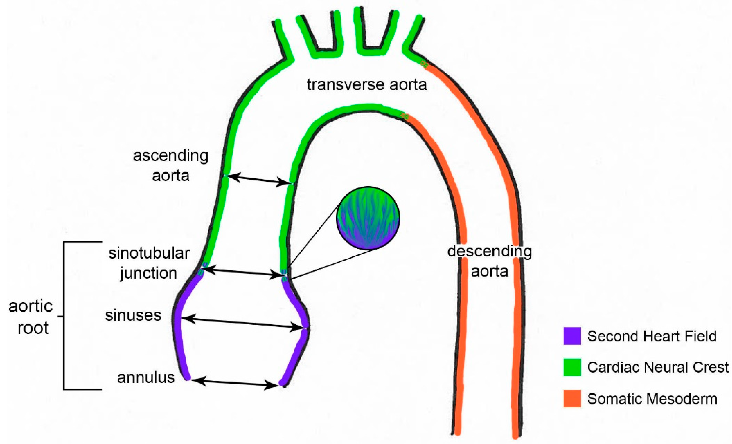 Jcdd 02 00017 g001 1024