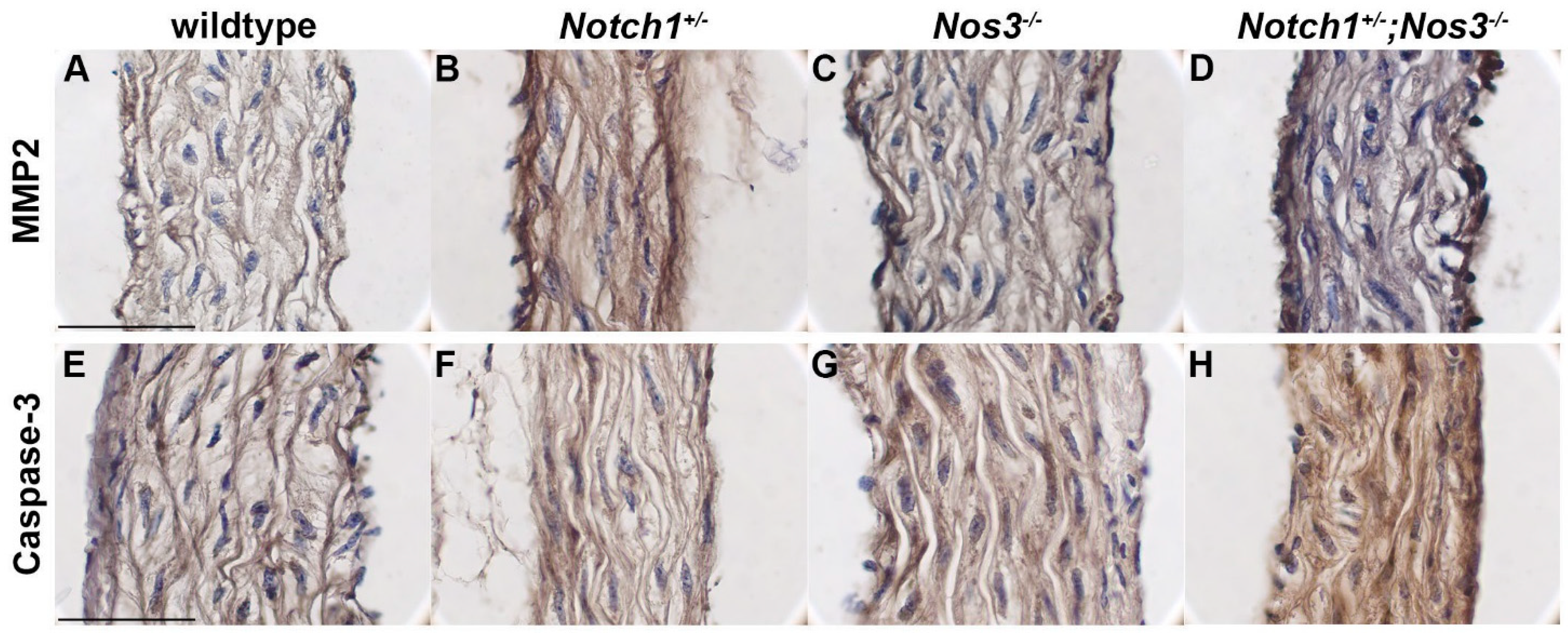 Jcdd 02 00017 g005a 1024