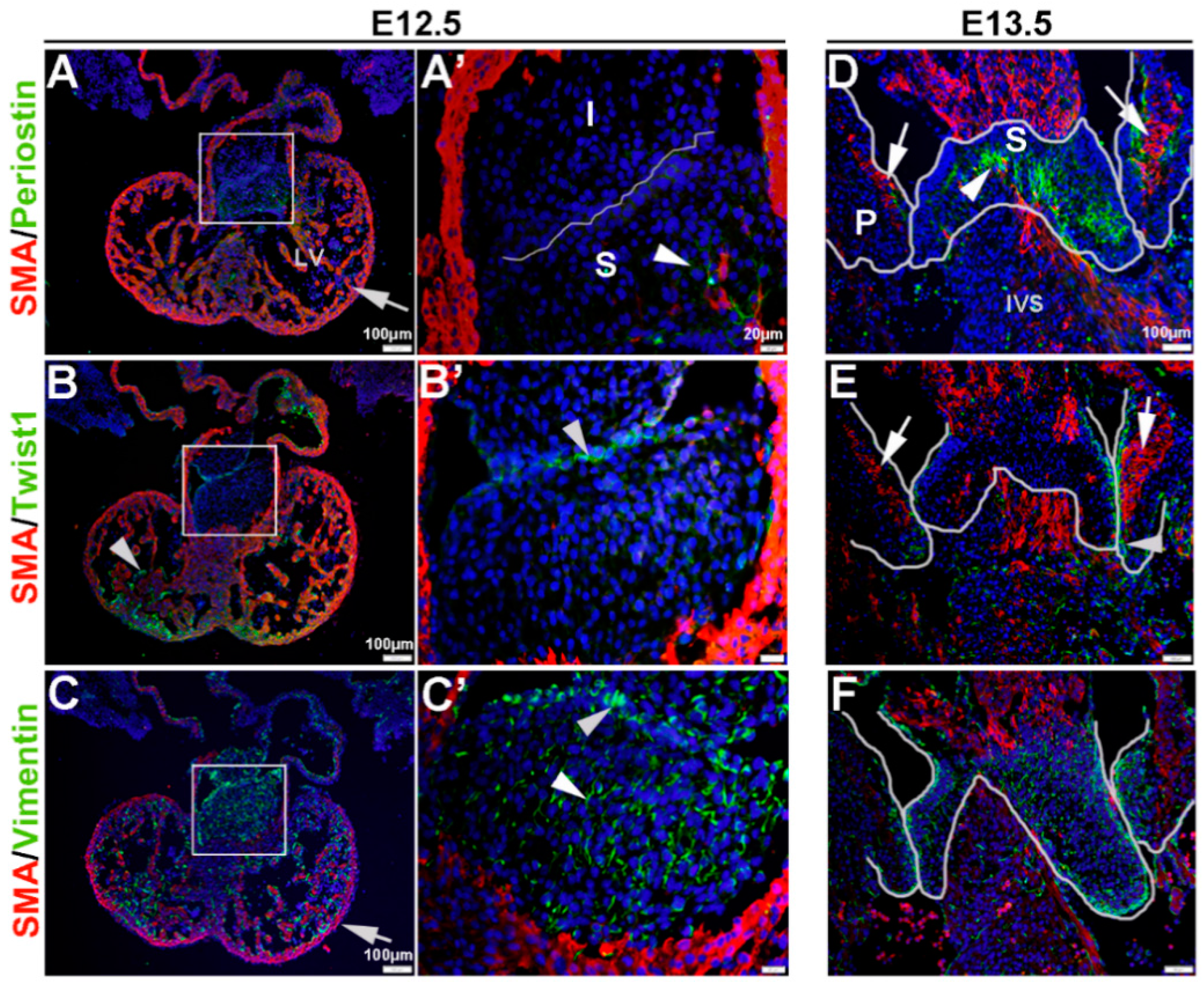 Jcdd 02 00214 g001 1024