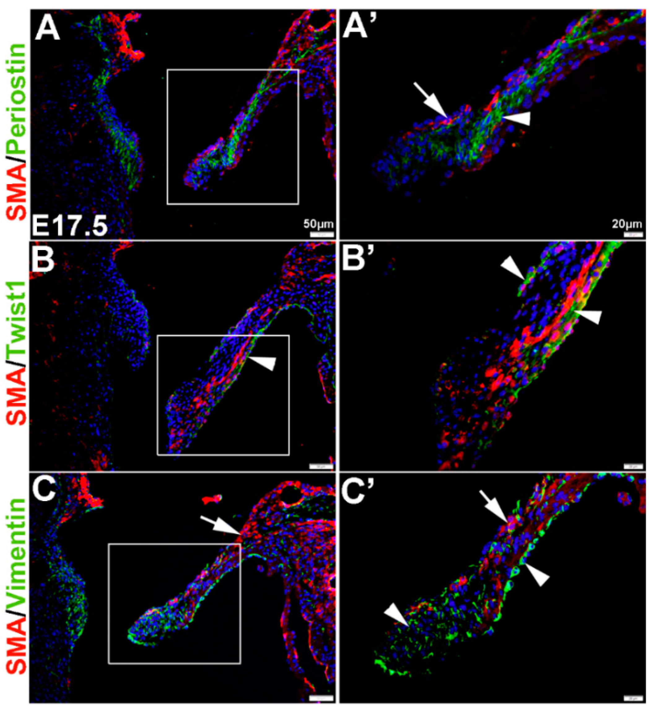 Jcdd 02 00214 g002 1024
