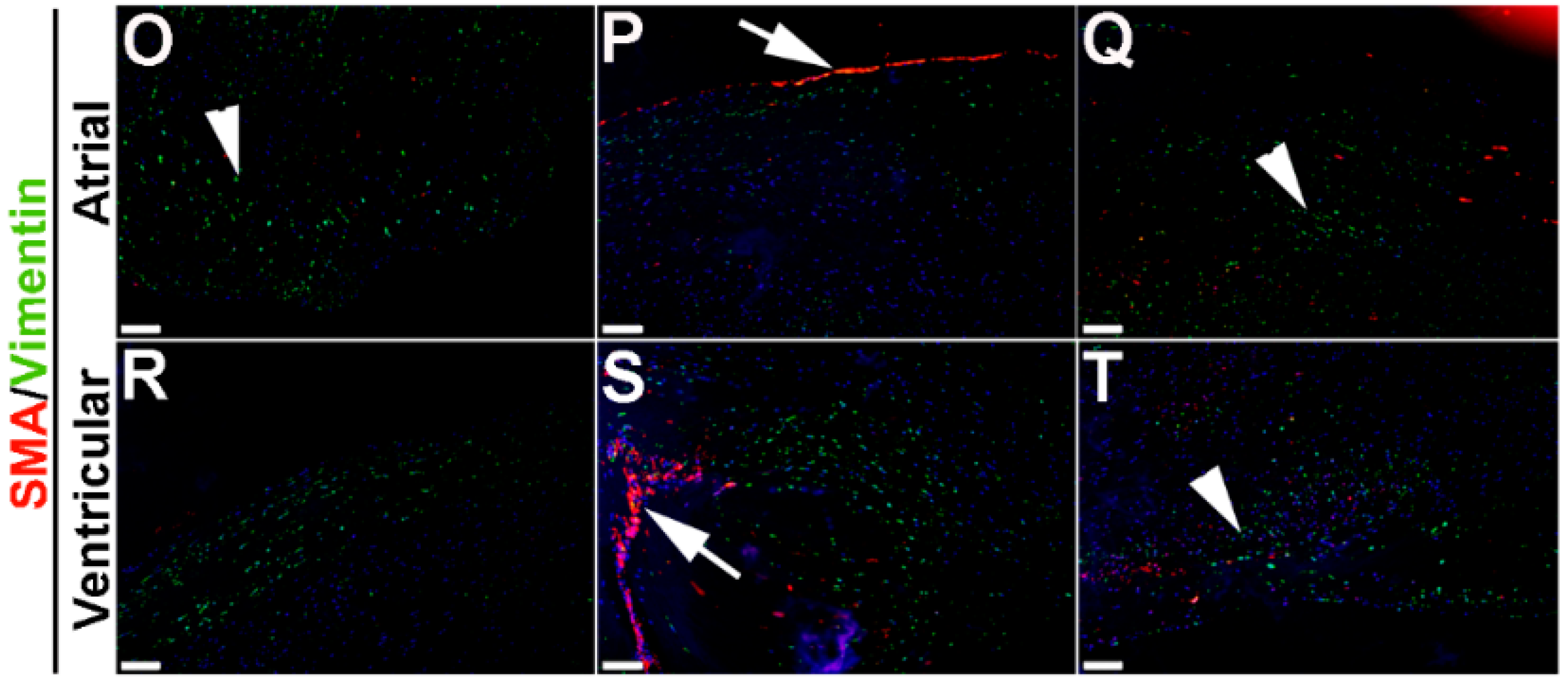 Jcdd 02 00214 g008b 1024