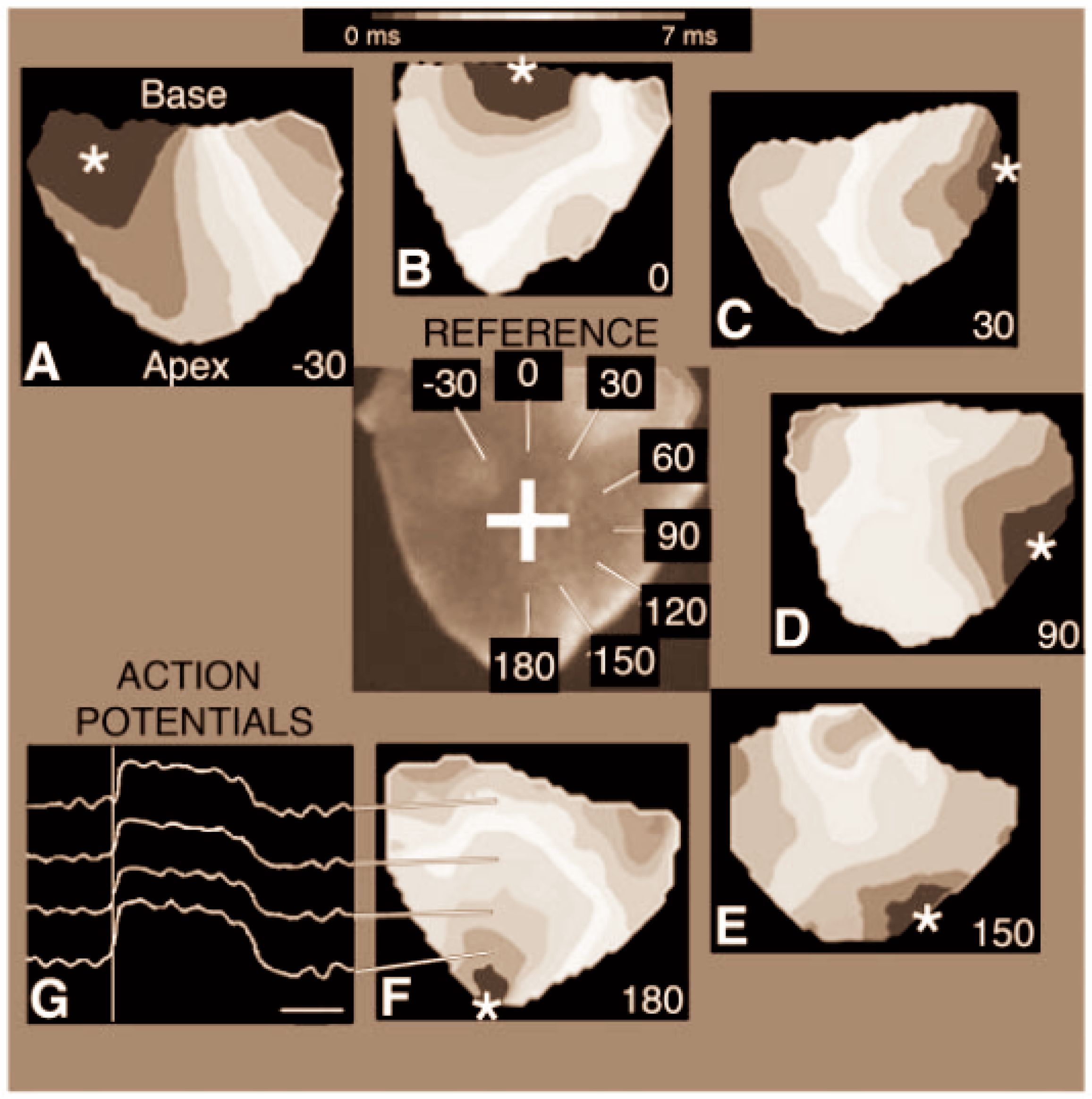 Jcdd Free Full Text Probing The Electrophysiology Of The Developing Heart Html Jcdd Free Full Text Probing The Electrophysiology Of The Developing Heart Html