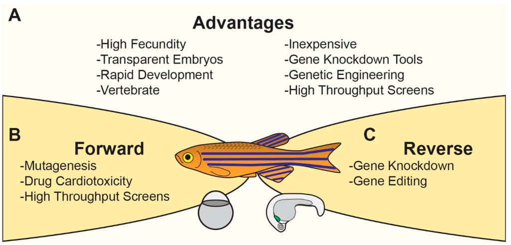 Advances in the Study of Heart Development and Disease Using Zebrafish