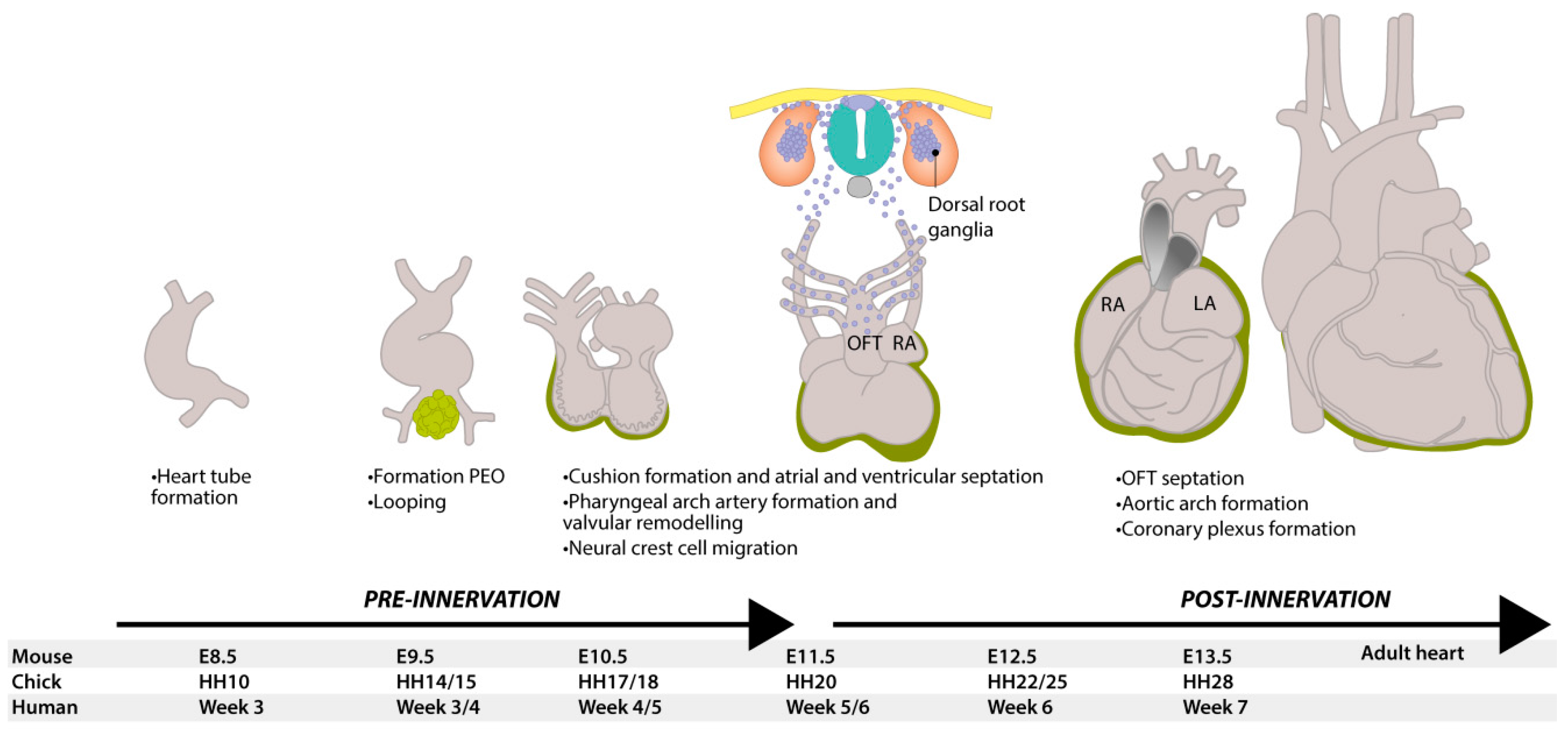 JCDD | Free Full-Text | Part and Parcel of the Cardiac Autonomic Nerve