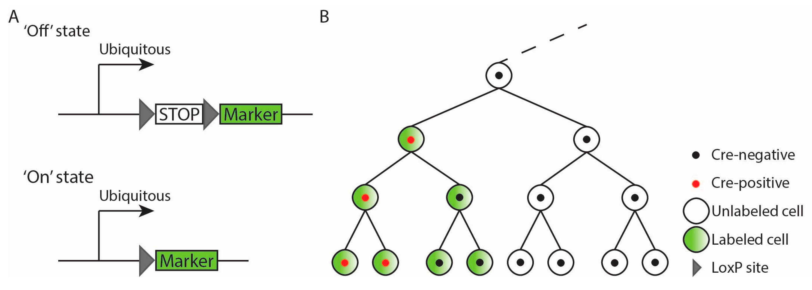 Jcdd 04 00005 g002 550