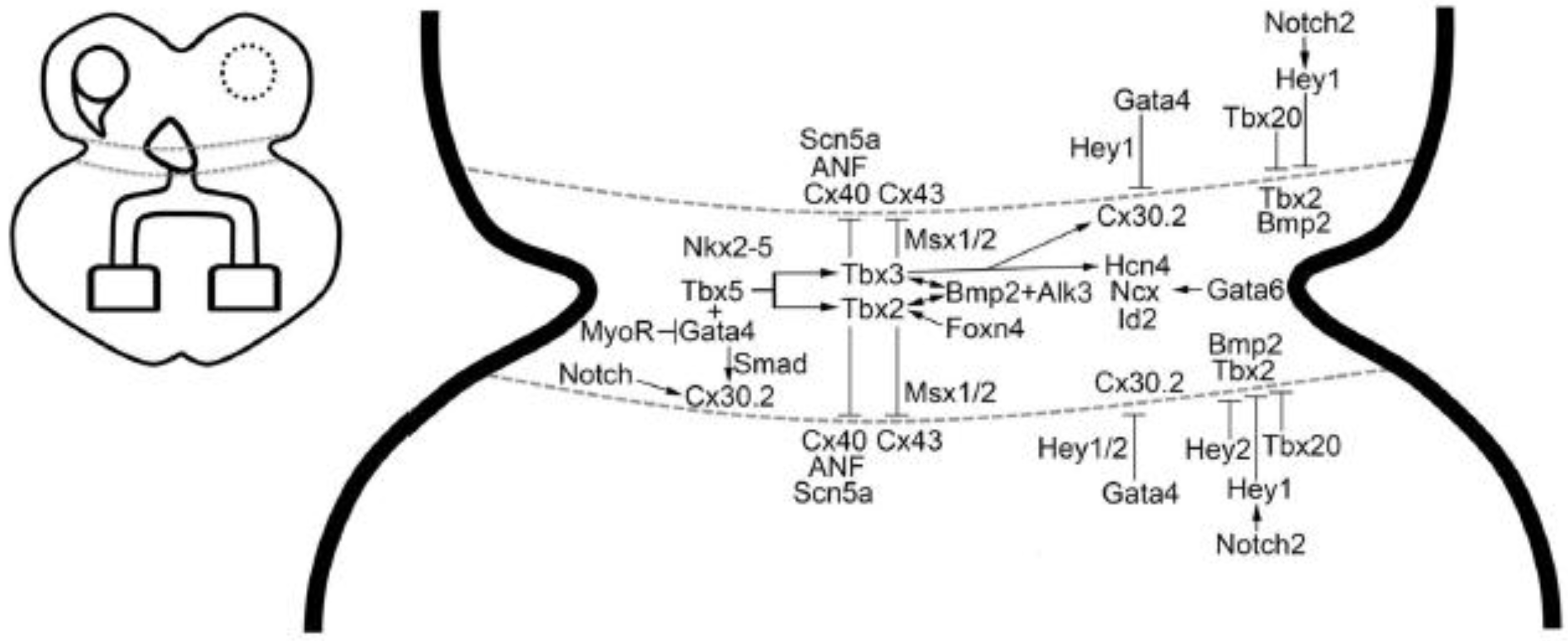 Jcdd 04 00007 g004 550