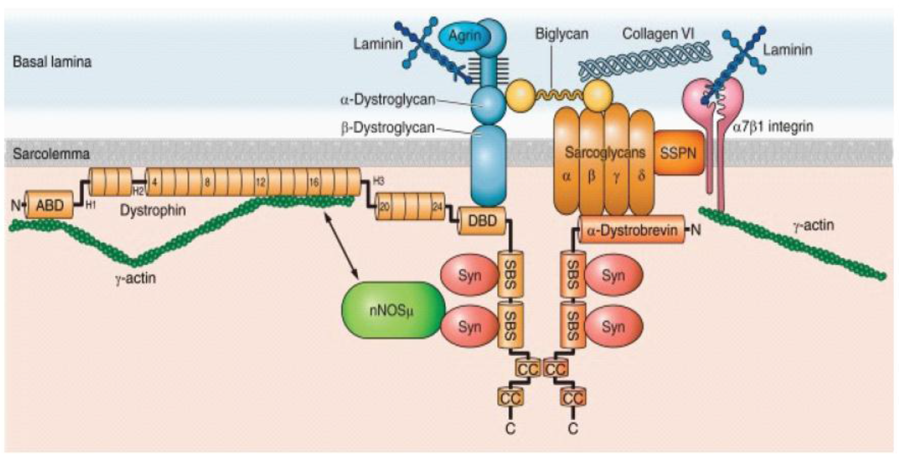 Jcdd 04 00014 g001 Jcdd 04 00014 g001