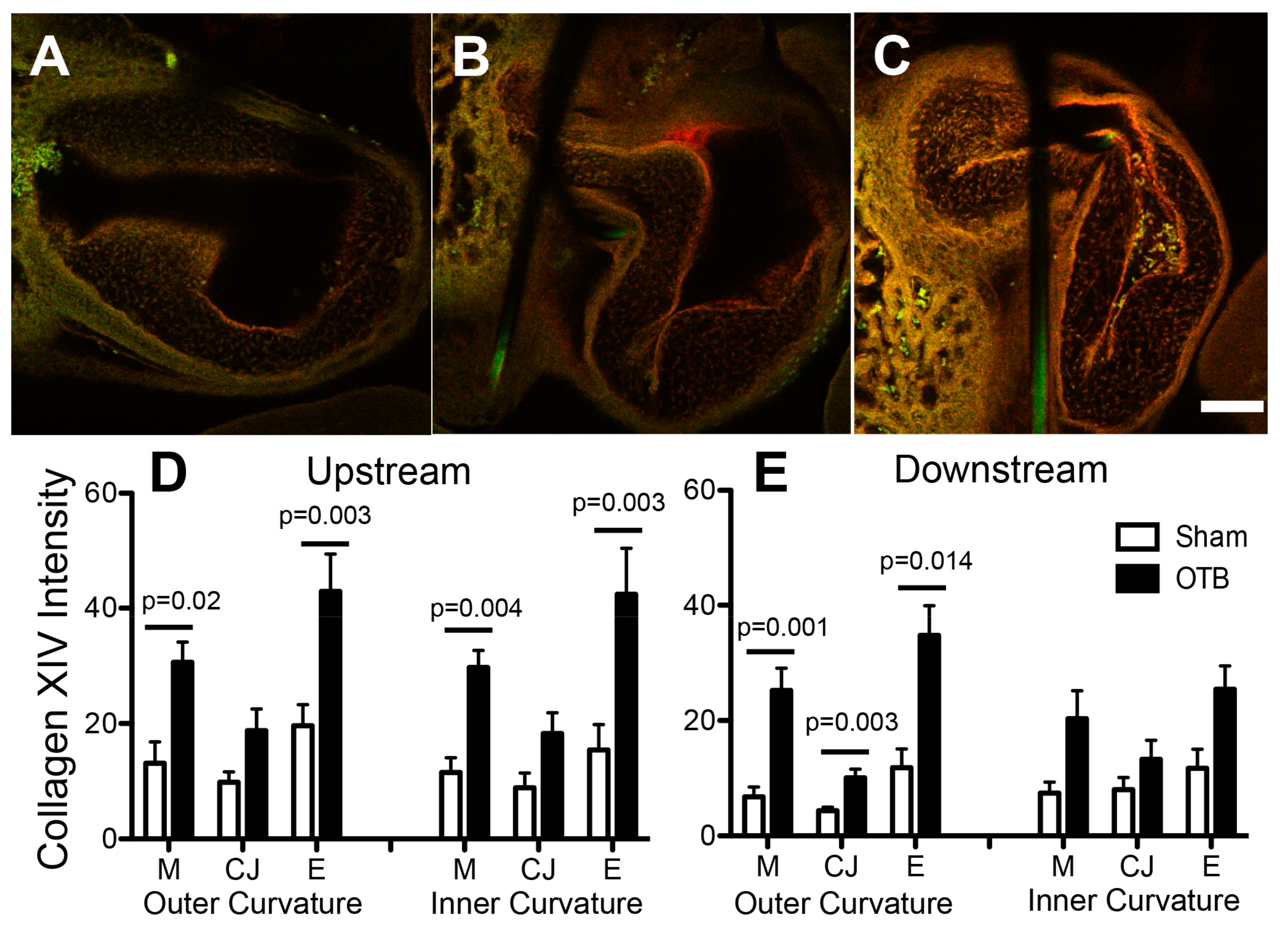 Jcdd 04 00024 g009 550