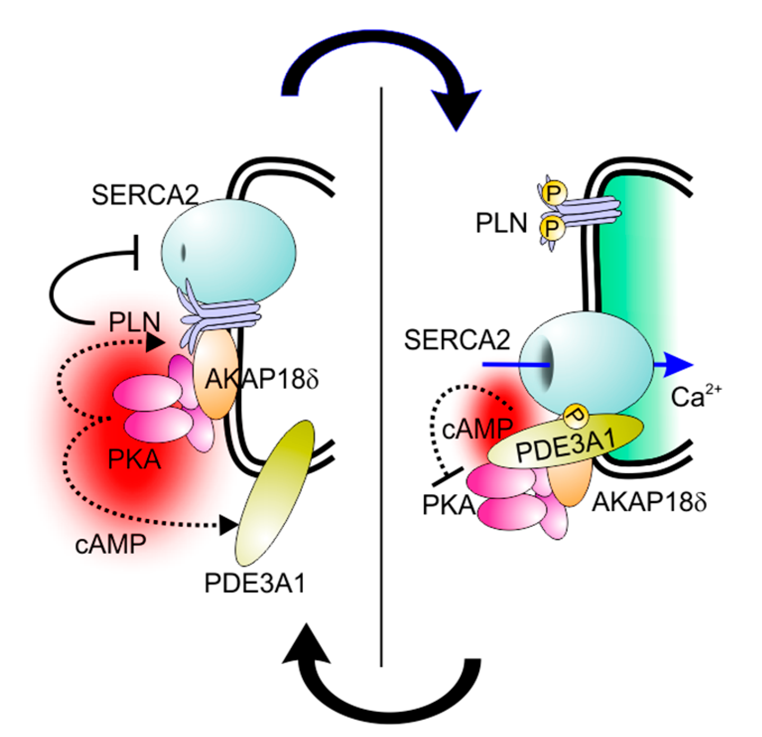 JCDD Free FullText Functions of PDE3 Isoforms in Cardiac Muscle