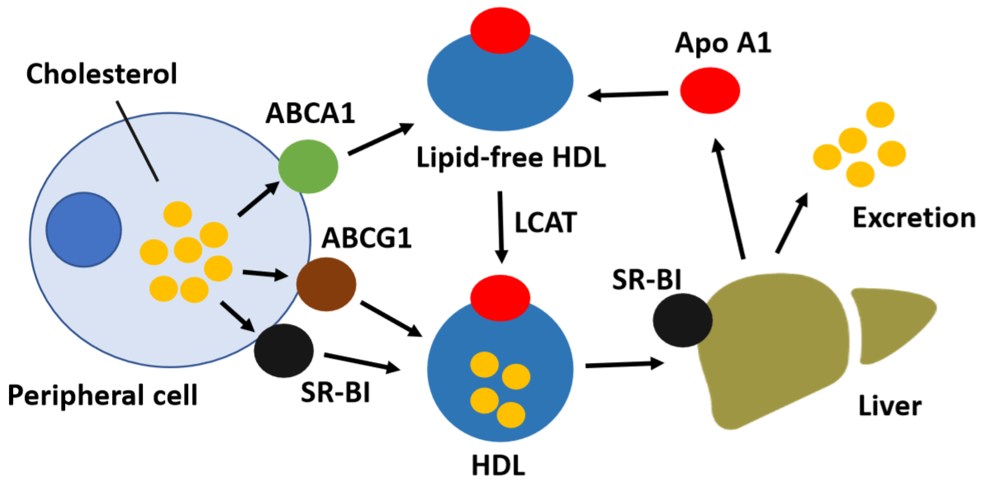 Jcdd 05 00023 g001 Jcdd 05 00023 g001