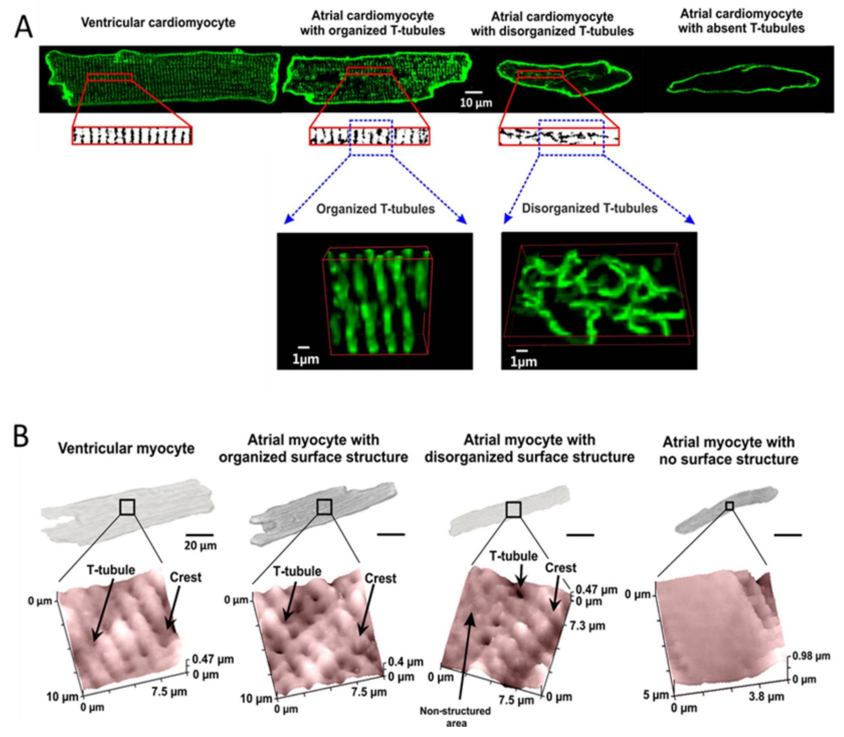 Jcdd 05 00025 g001 Jcdd 05 00025 g001