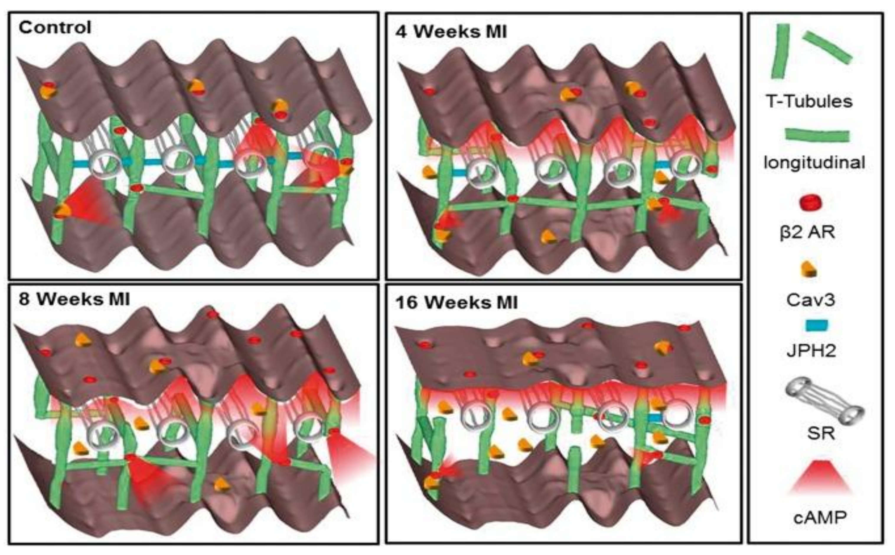 Jcdd 05 00025 g002 Jcdd 05 00025 g002