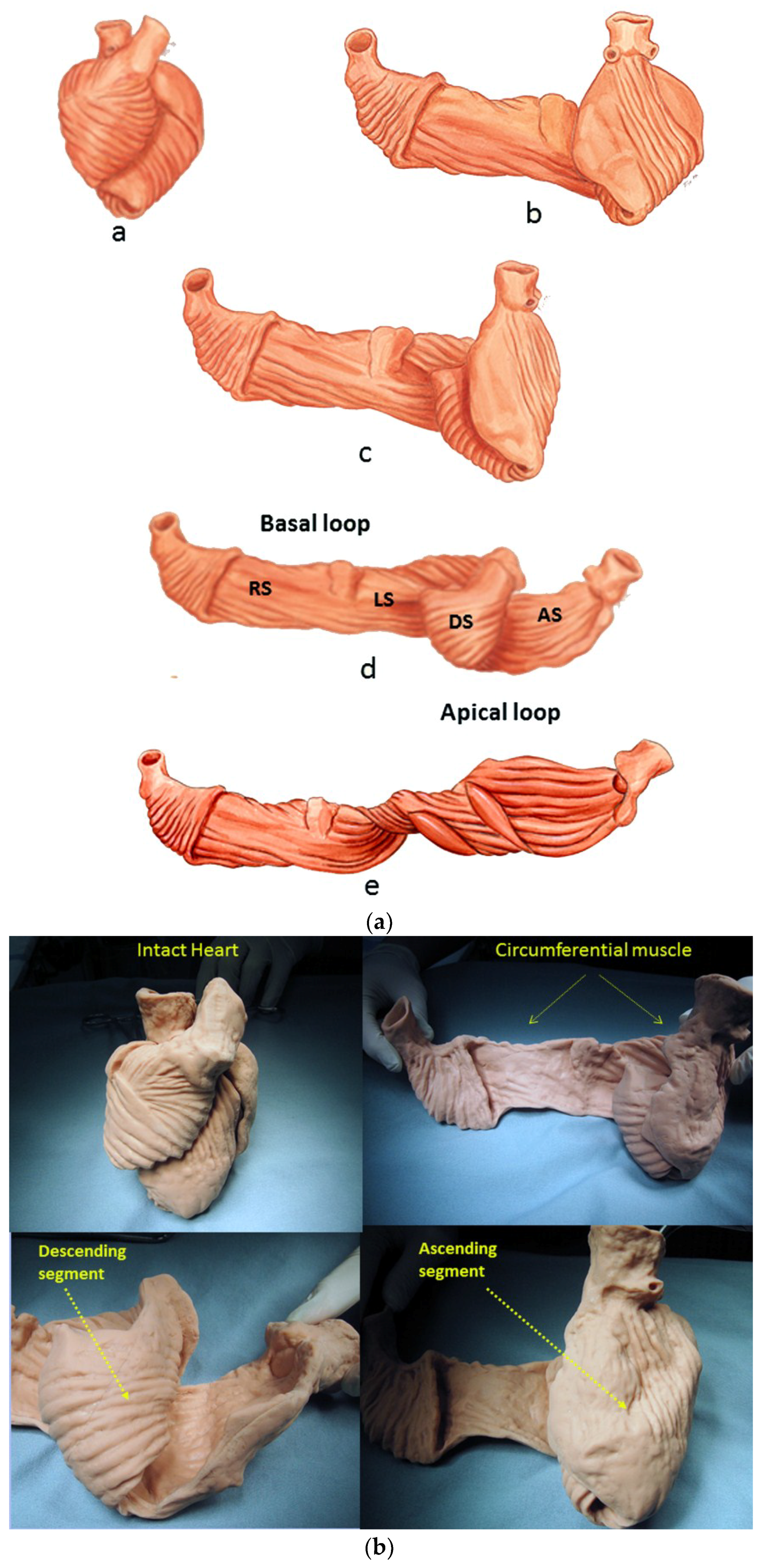 Jcdd 05 00033 g001