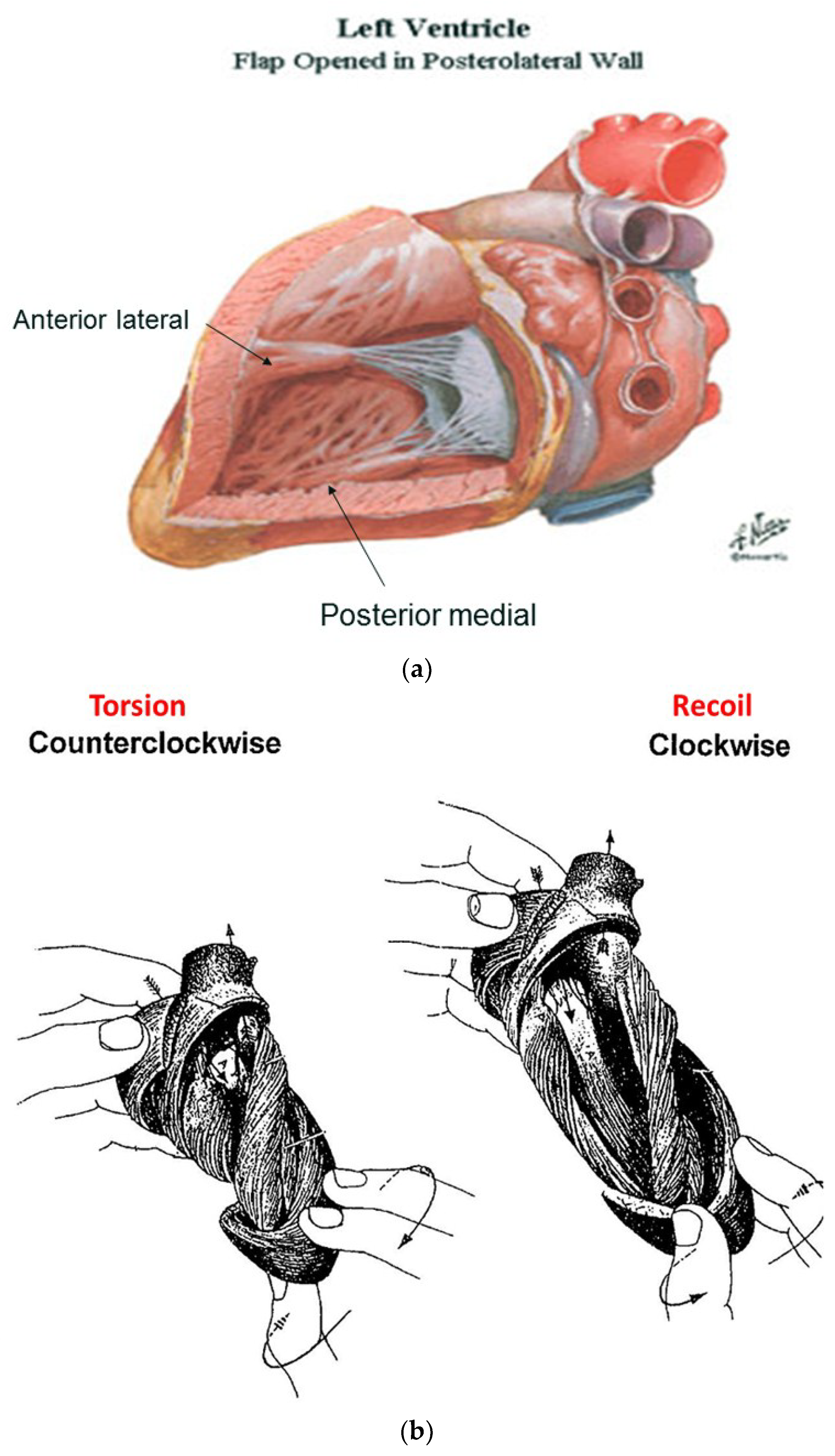 Dynamic Anatomy