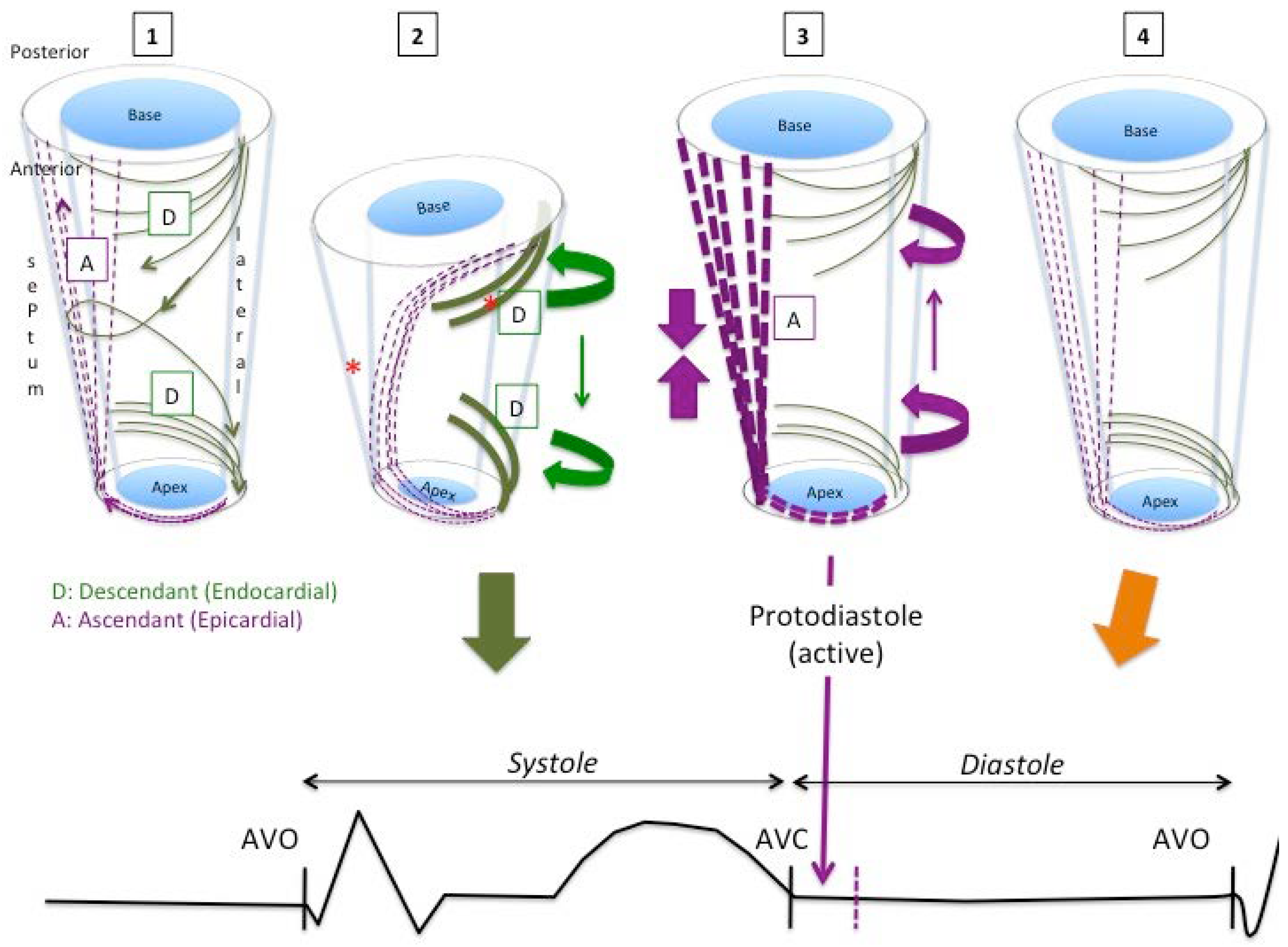 Jcdd 05 00041 g005 Jcdd 05 00041 g005