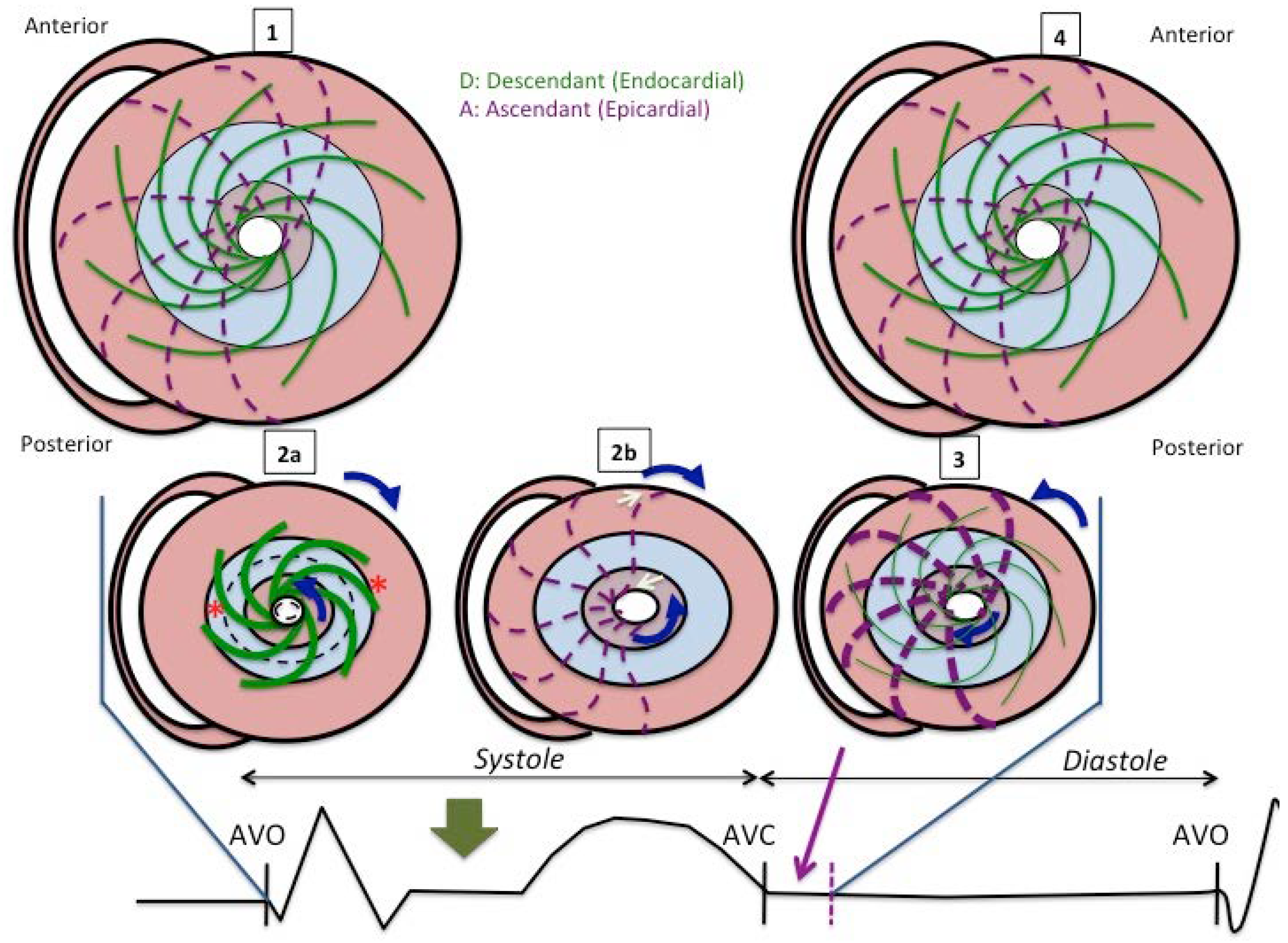 Jcdd 05 00041 g006 Jcdd 05 00041 g006