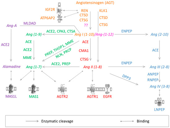 Jcdd Free Full Text An Update On The Tissue Renin Angiotensin System And Its Role In Physiology And Pathology Html