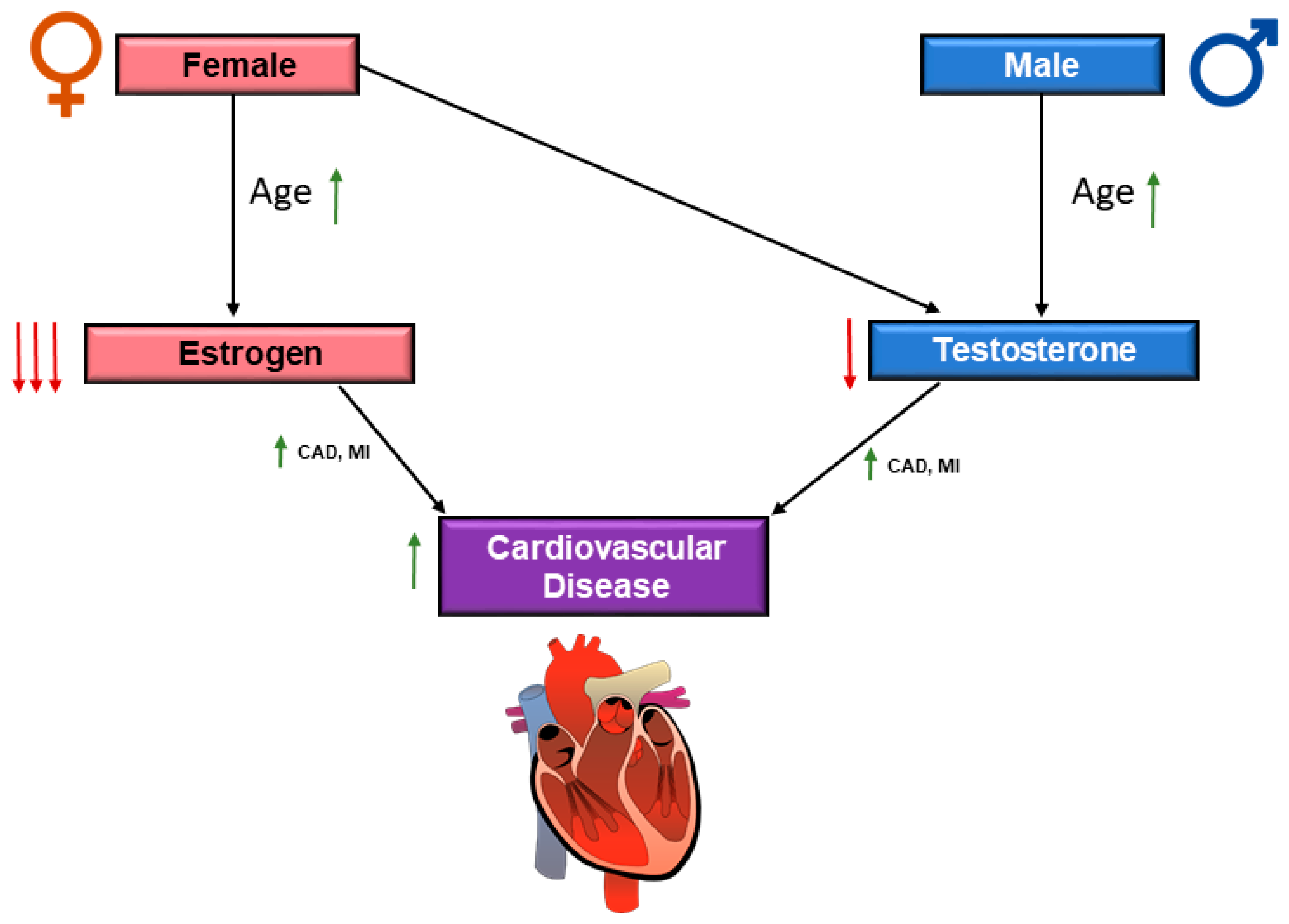 Jcdd Free Full Text Cardiovascular Risks Associated With Gender And 