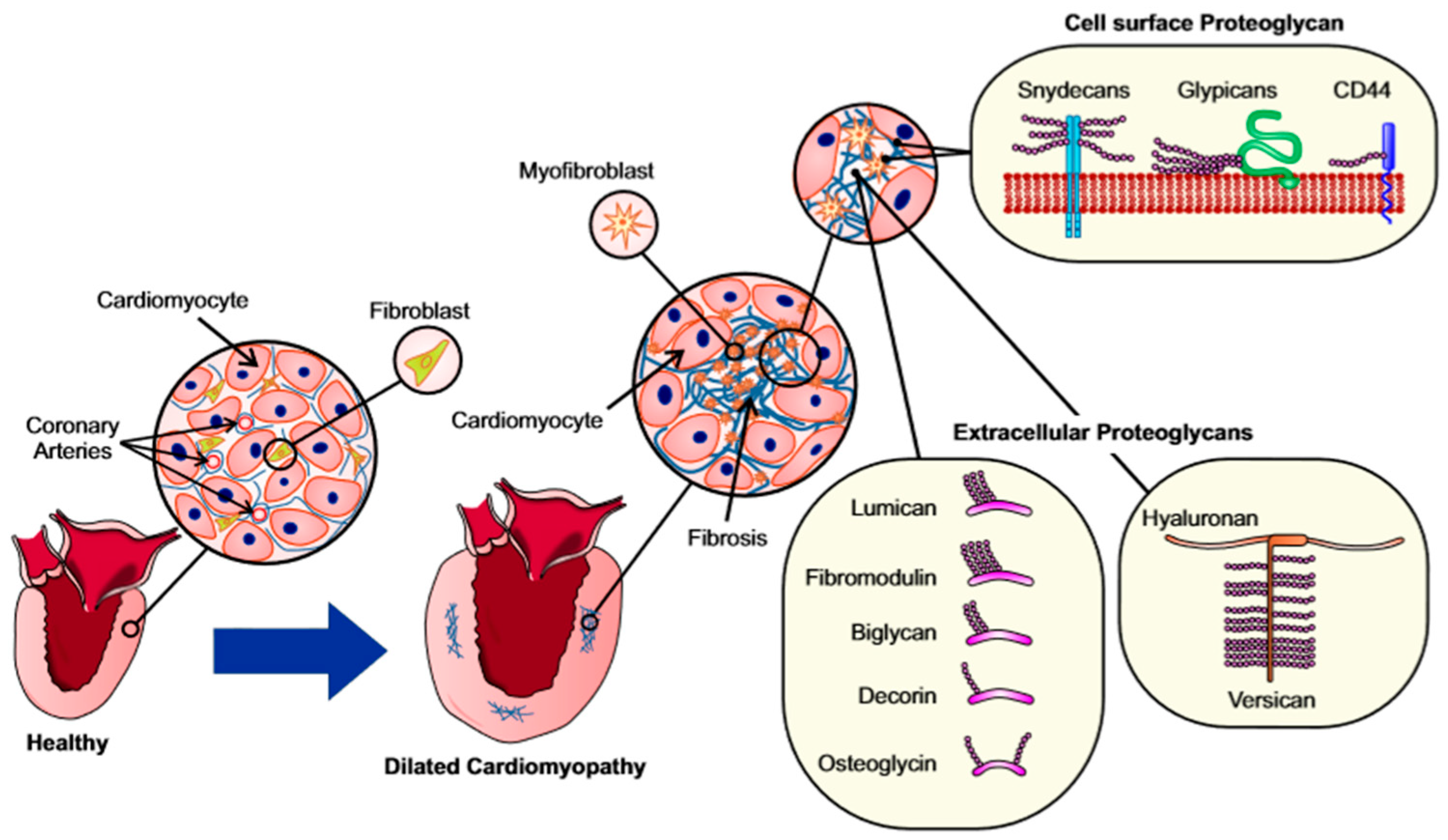 Jcdd 06 00035 g002 Jcdd 06 00035 g002