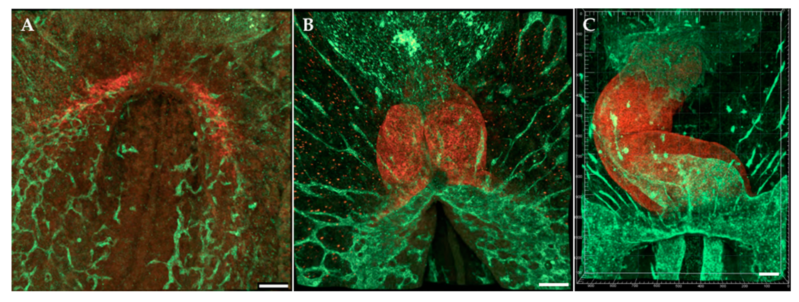 Follow Me! A Tale of Avian Heart Development with