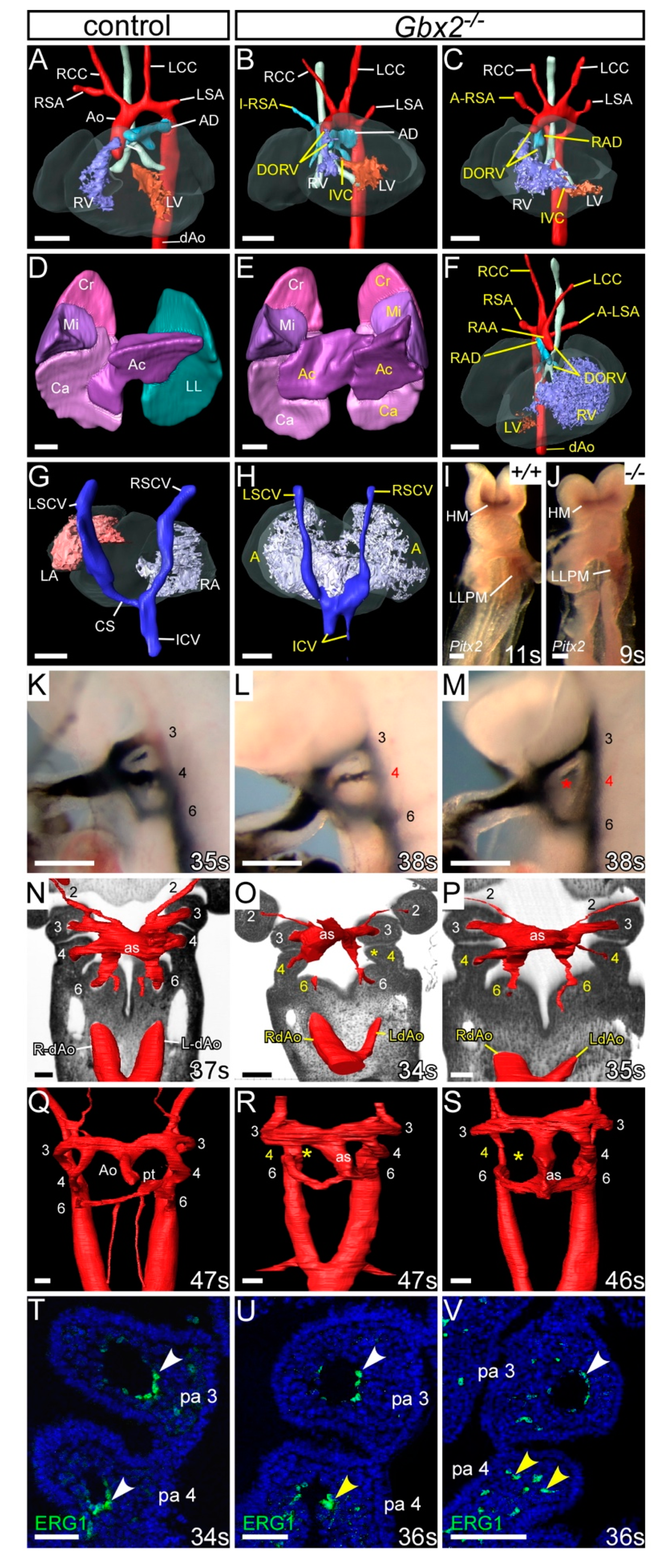 Jcdd 07 00020 g002 Jcdd 07 00020 g002