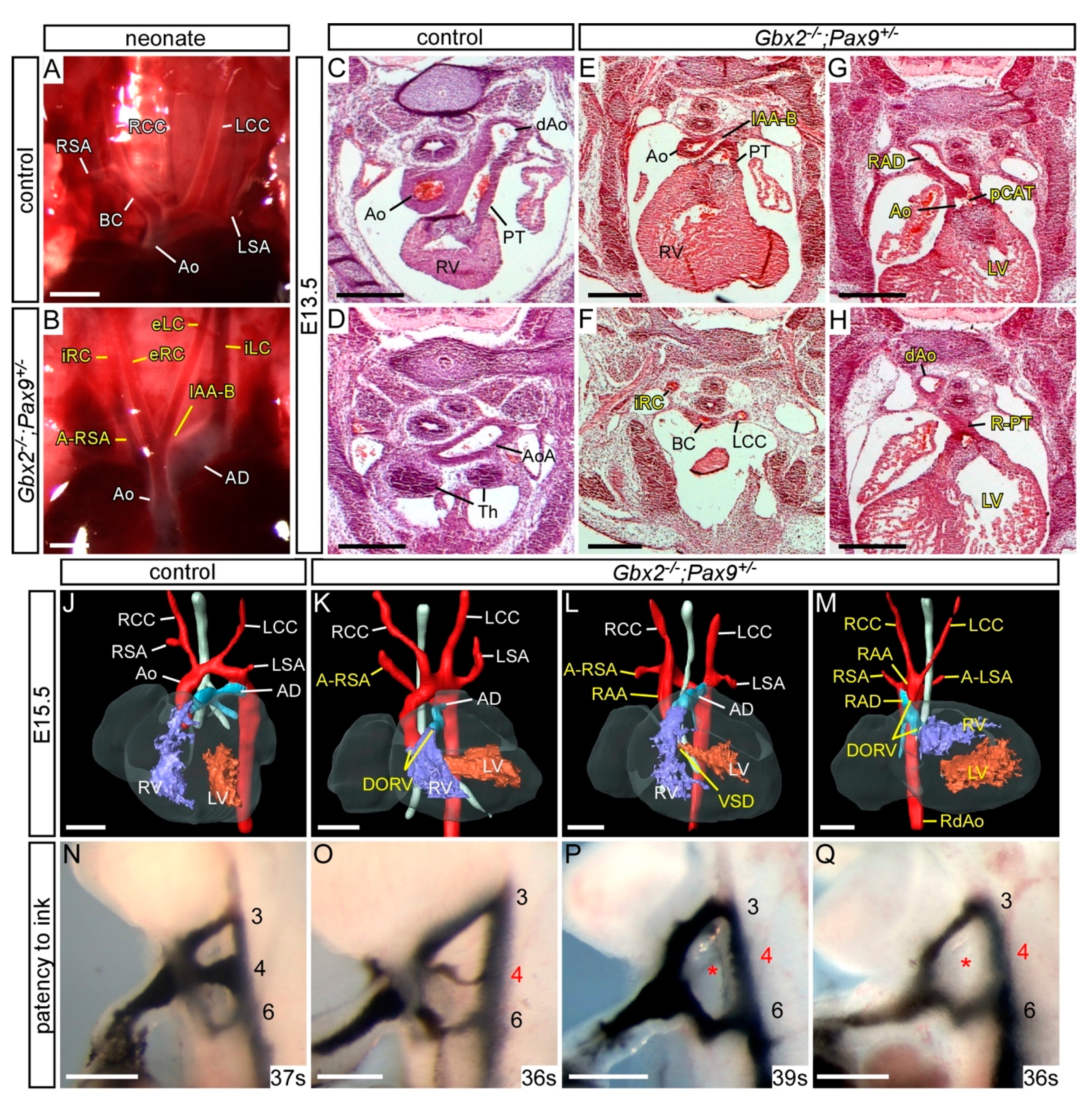 Jcdd 07 00020 g004 Jcdd 07 00020 g004